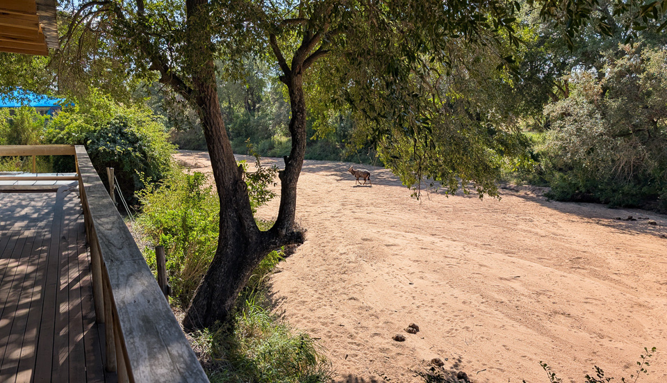 Bateleur Safari Camp