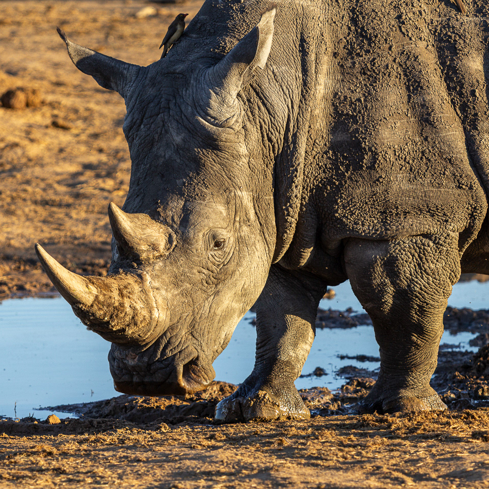 White Rhinocerous