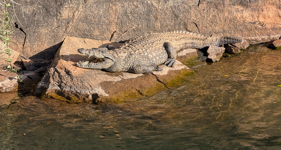 Nile Crocodile, Blyde River Dam