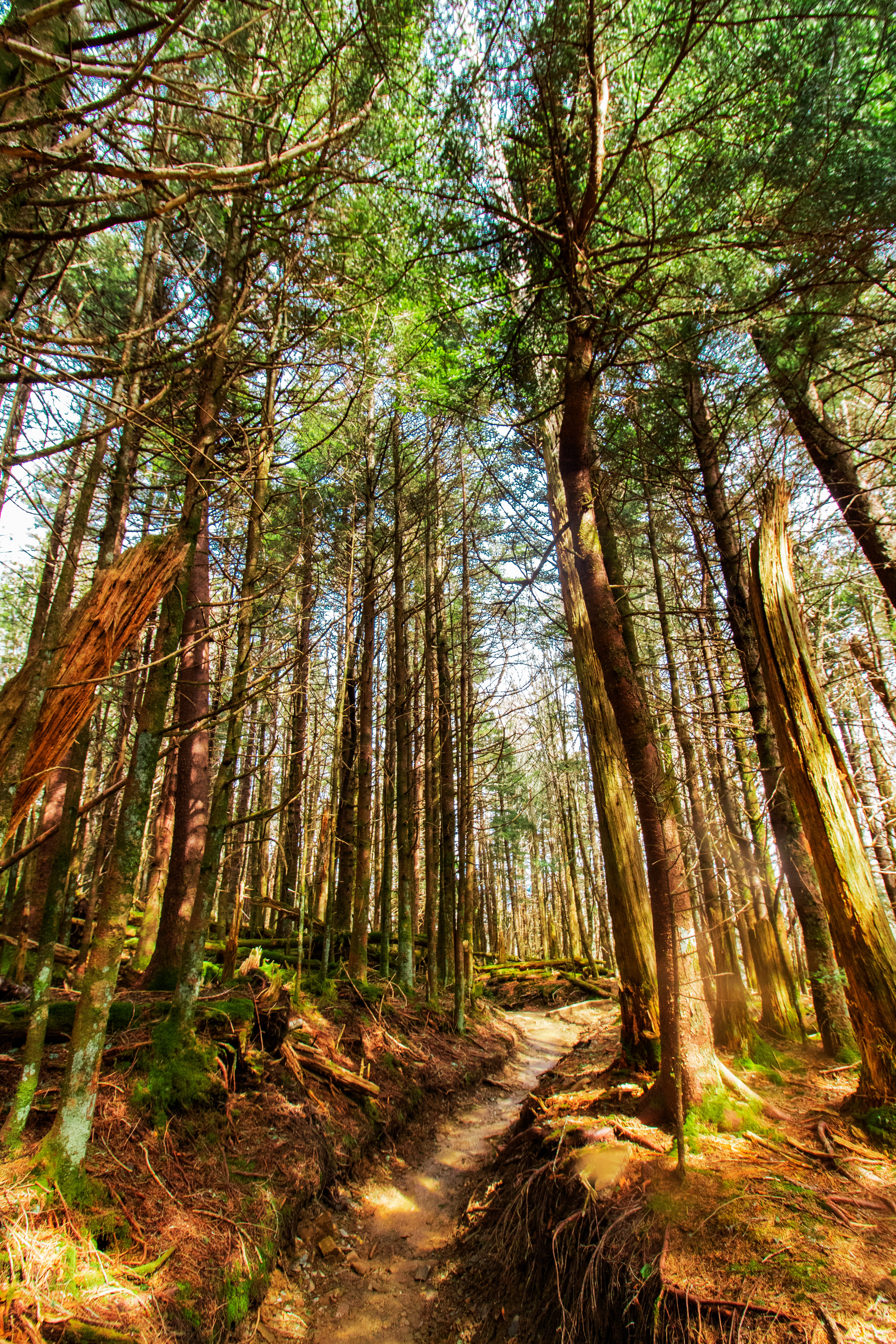 alpine forest