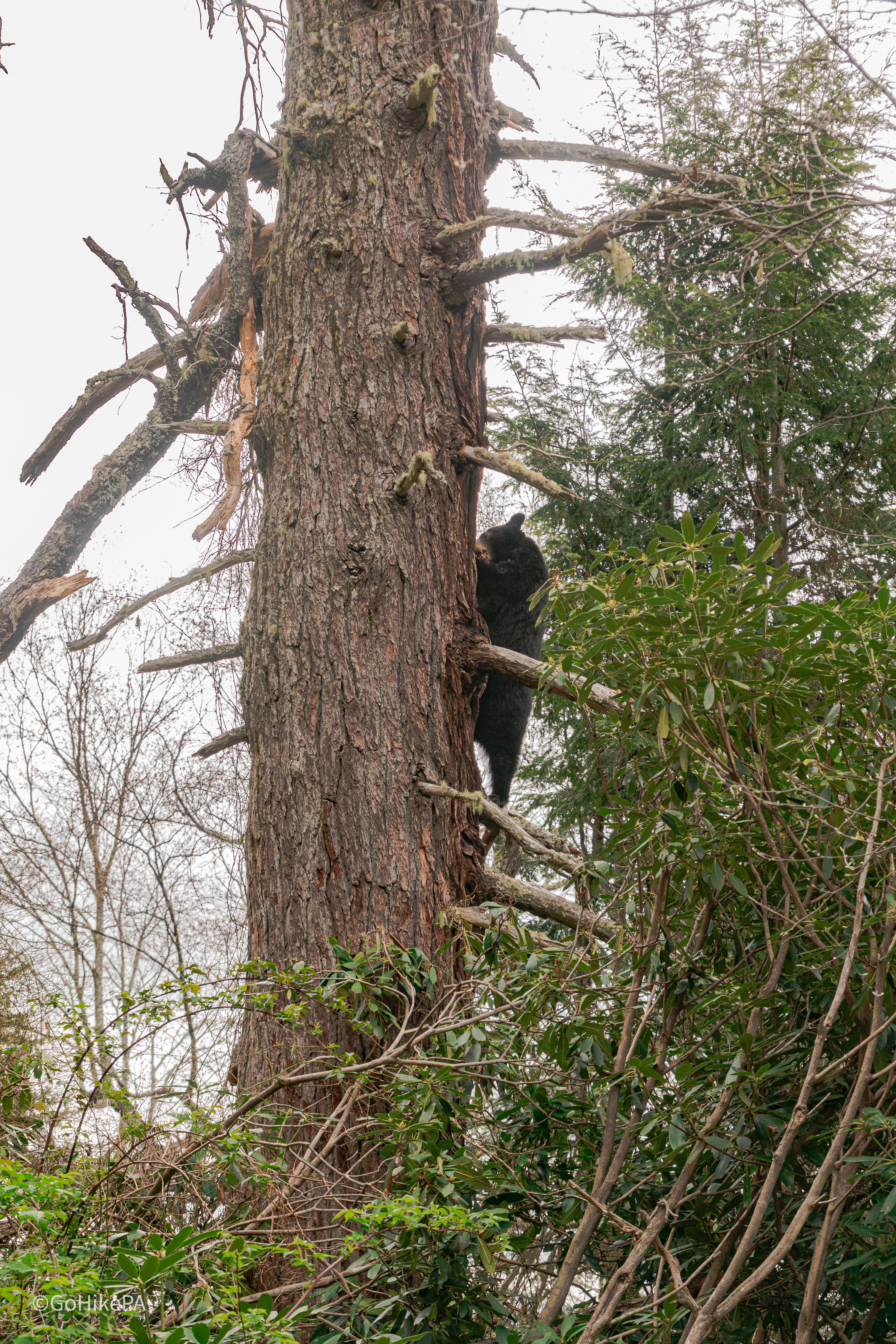 Black Bear up tree