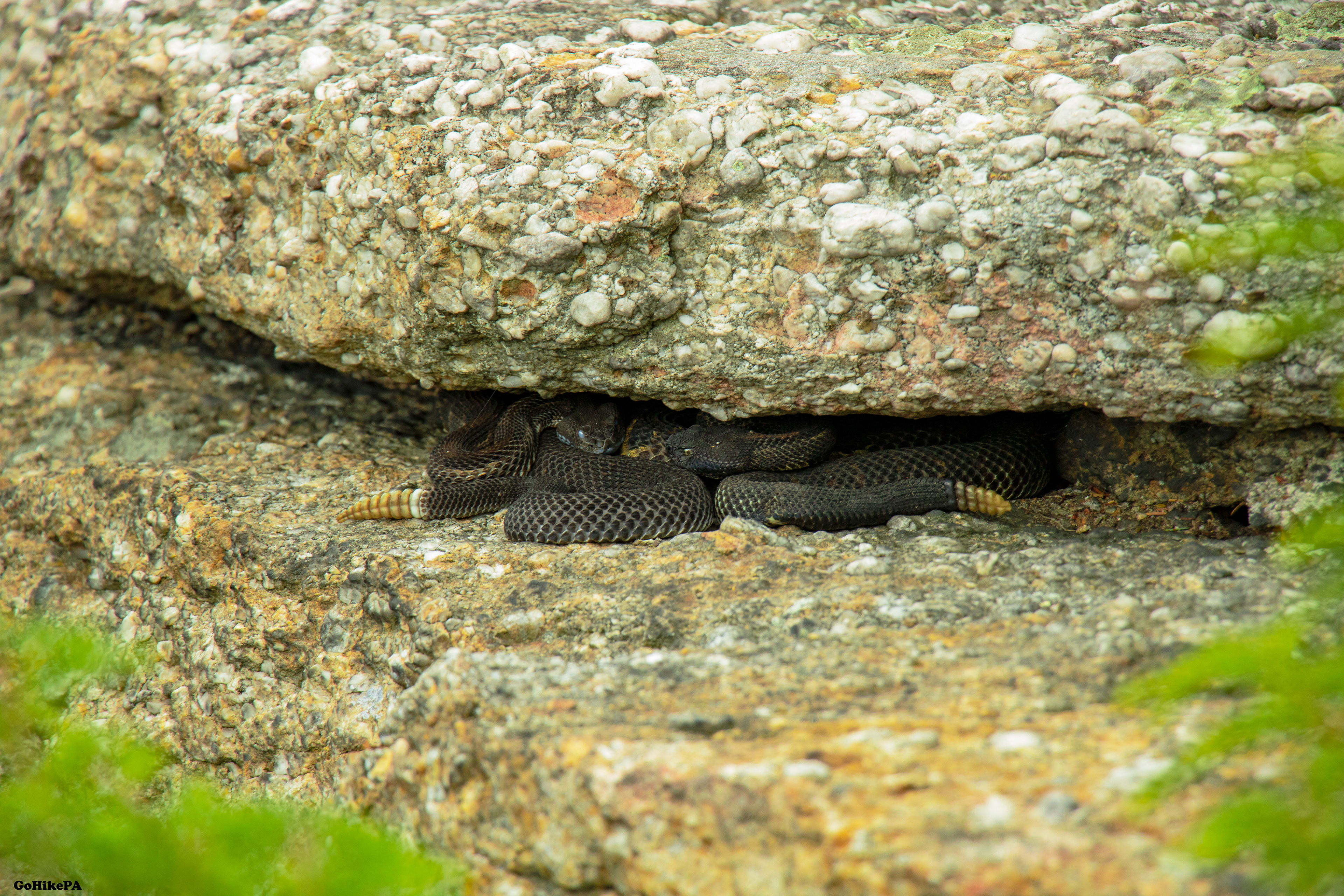 Timber Rattlesnake