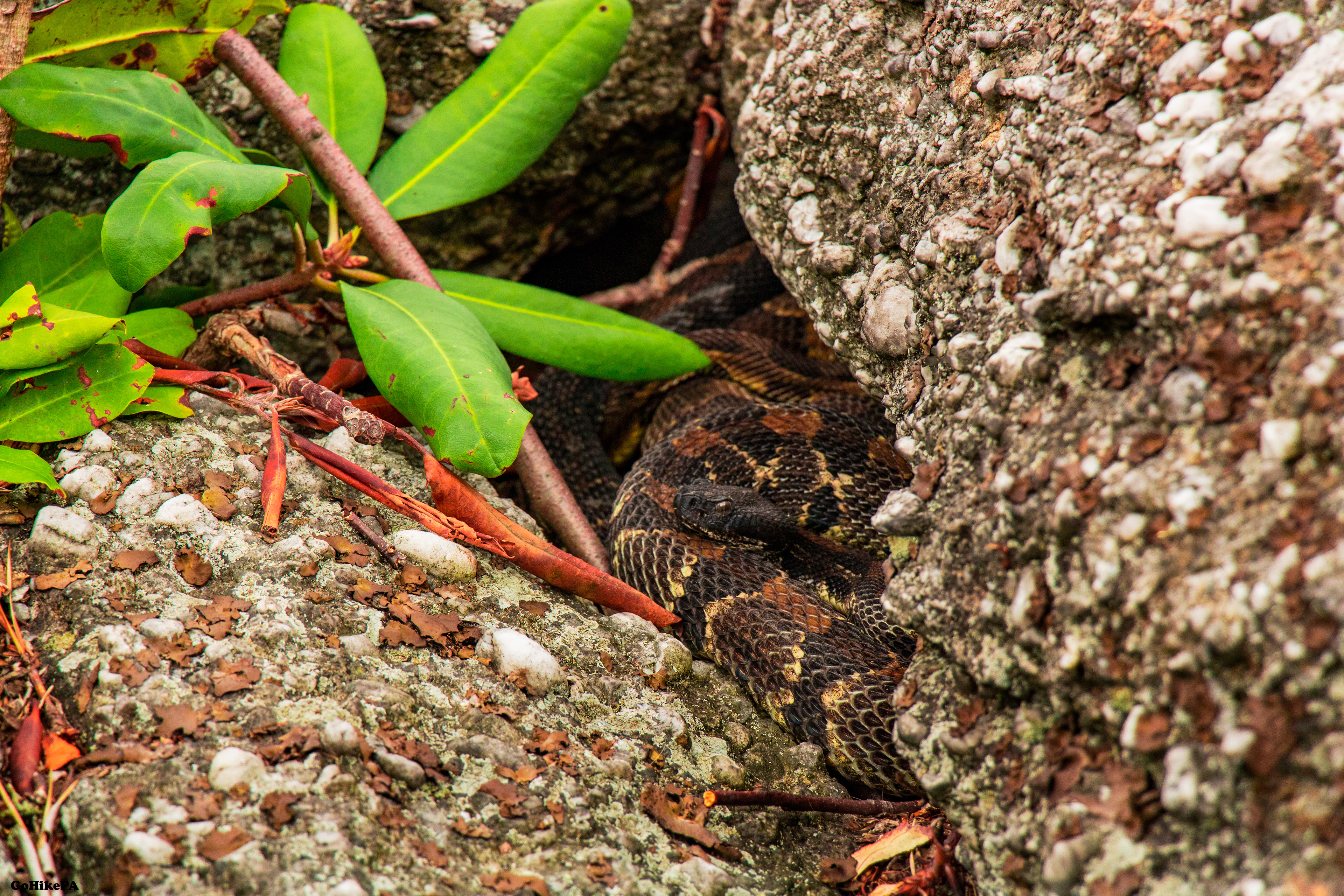 Timber Rattlesnake