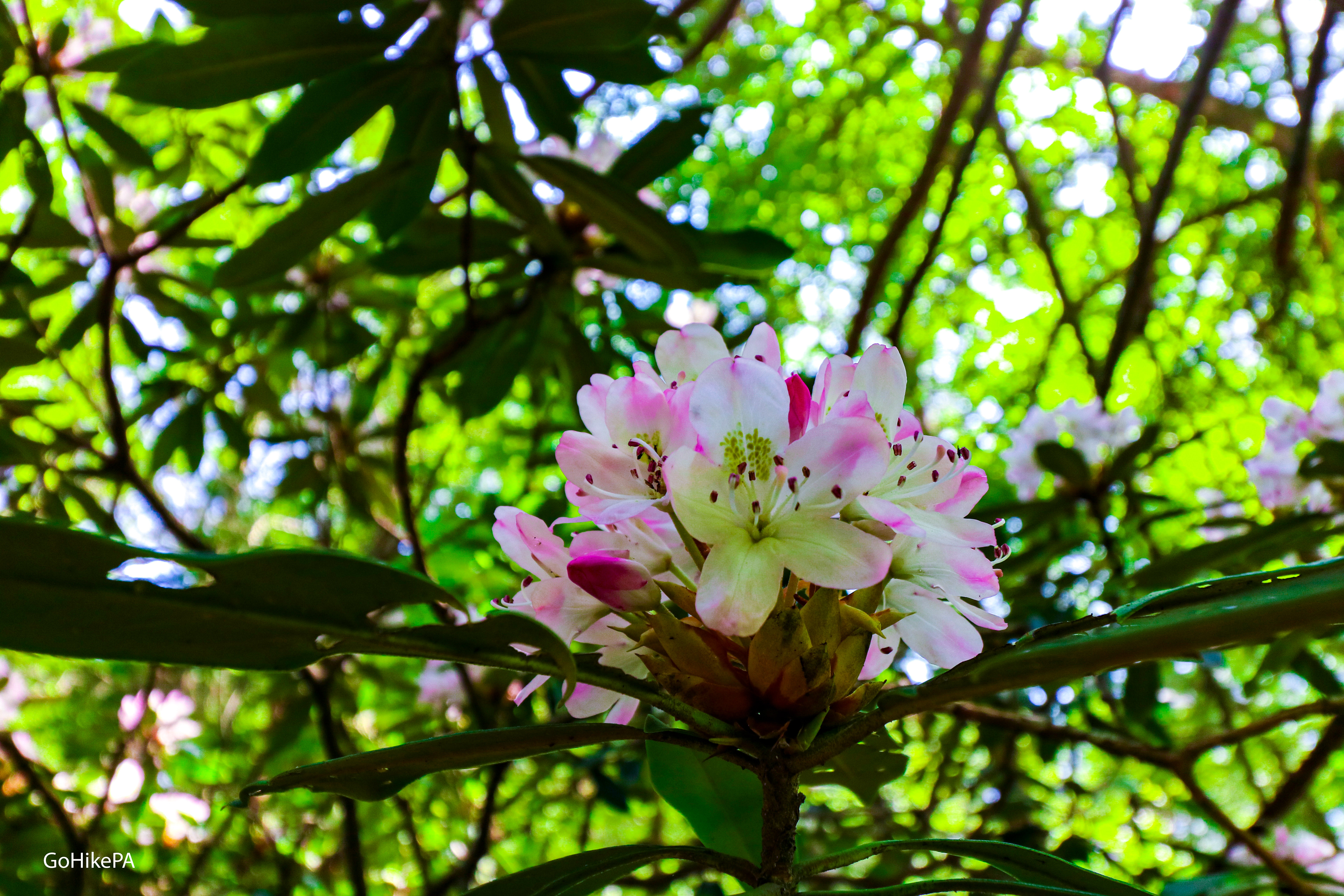 Mountain Laurel