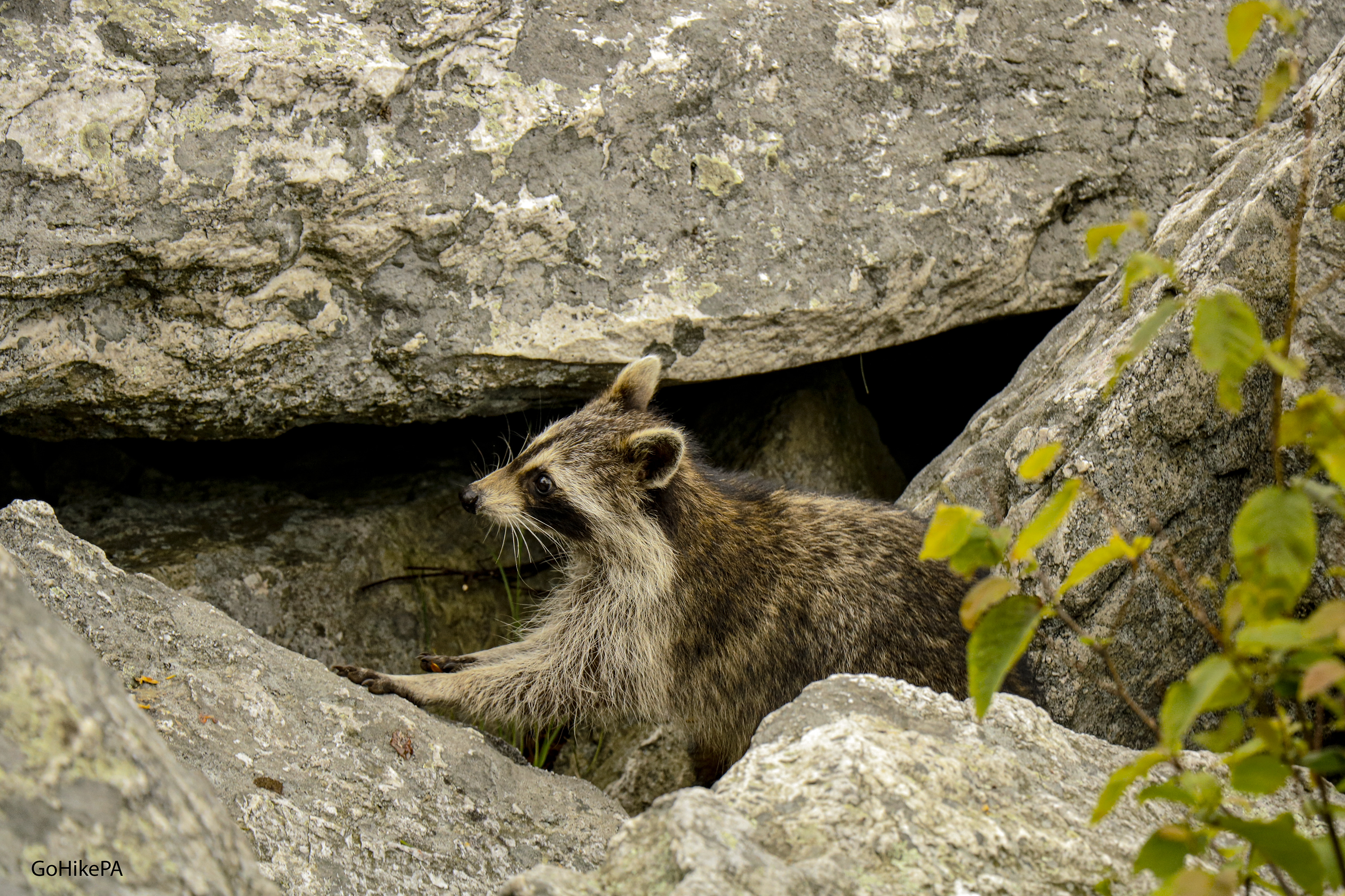 raccoon
