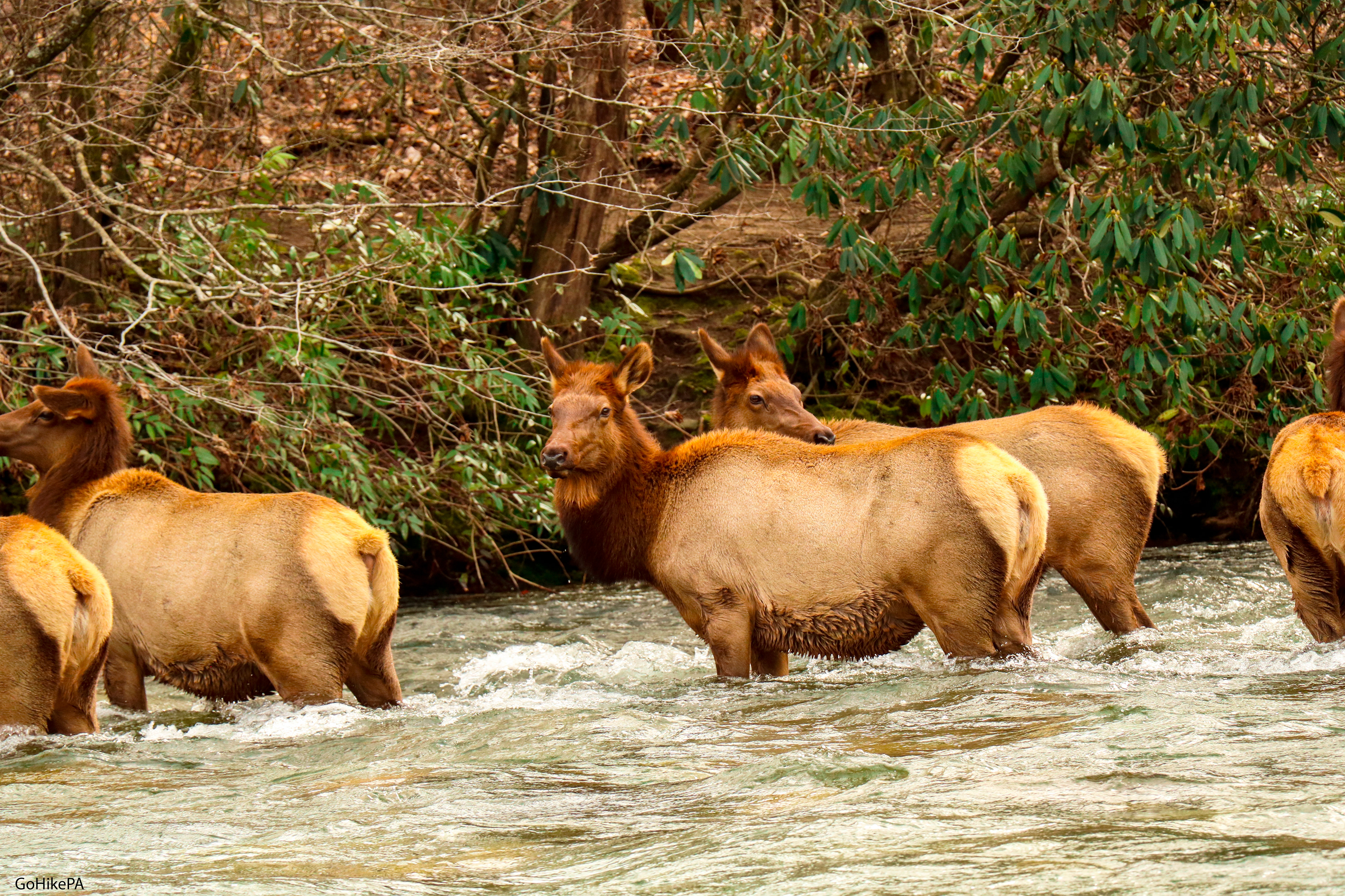Elk