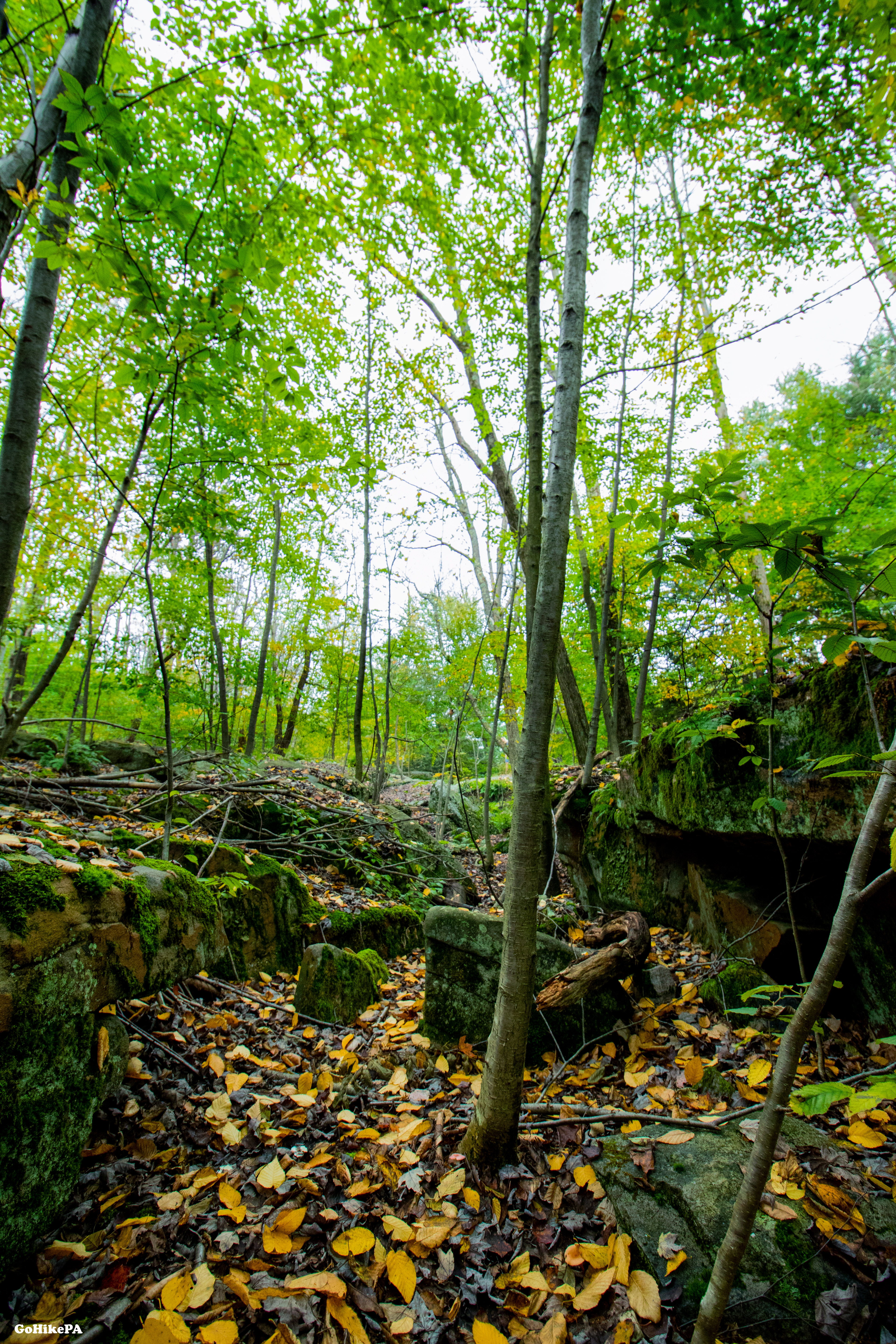 Rock Garden