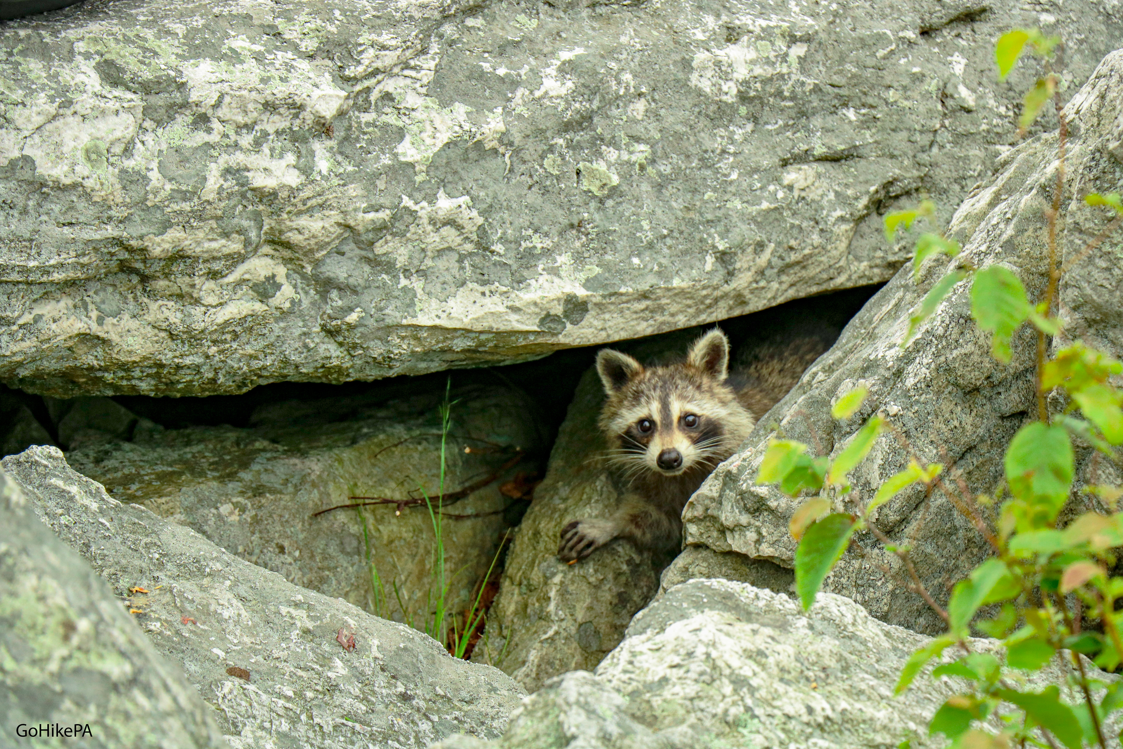 raccoon