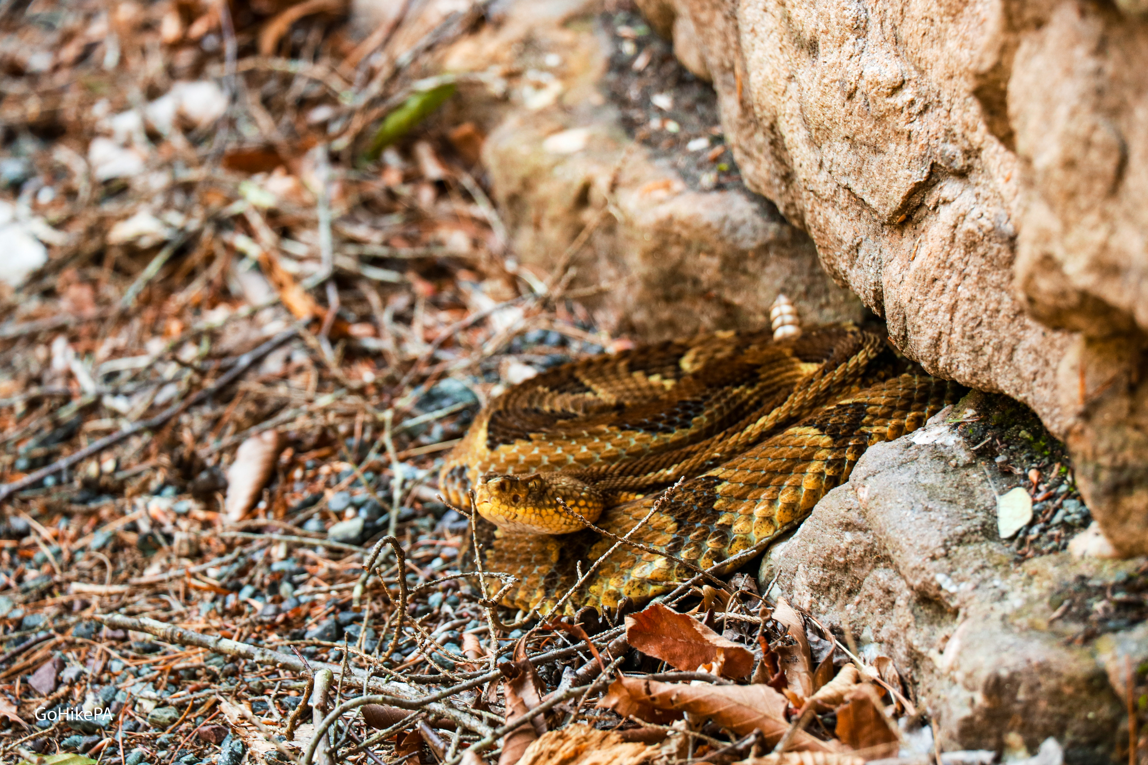 Timber Rattlesnake