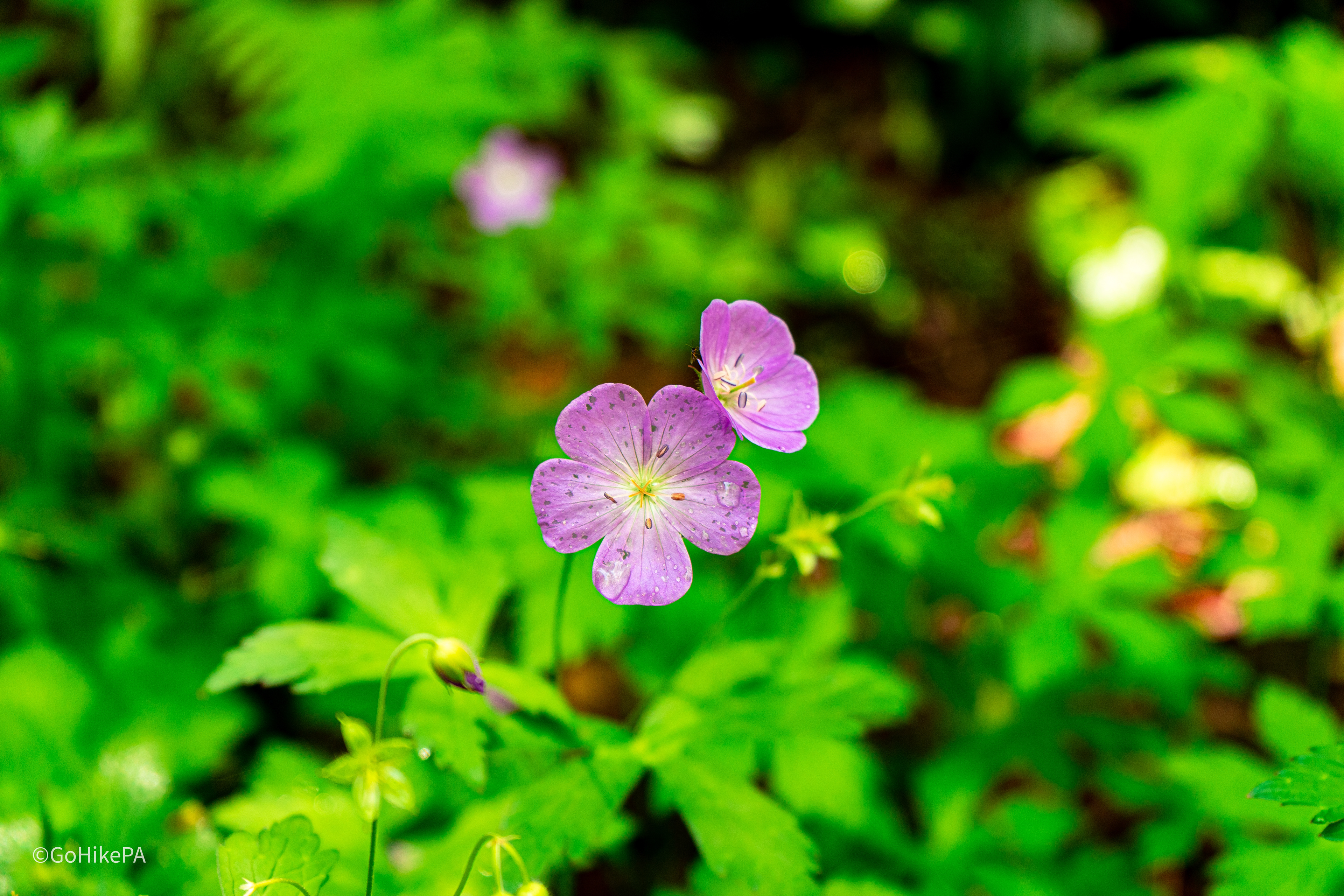 Wildflowers