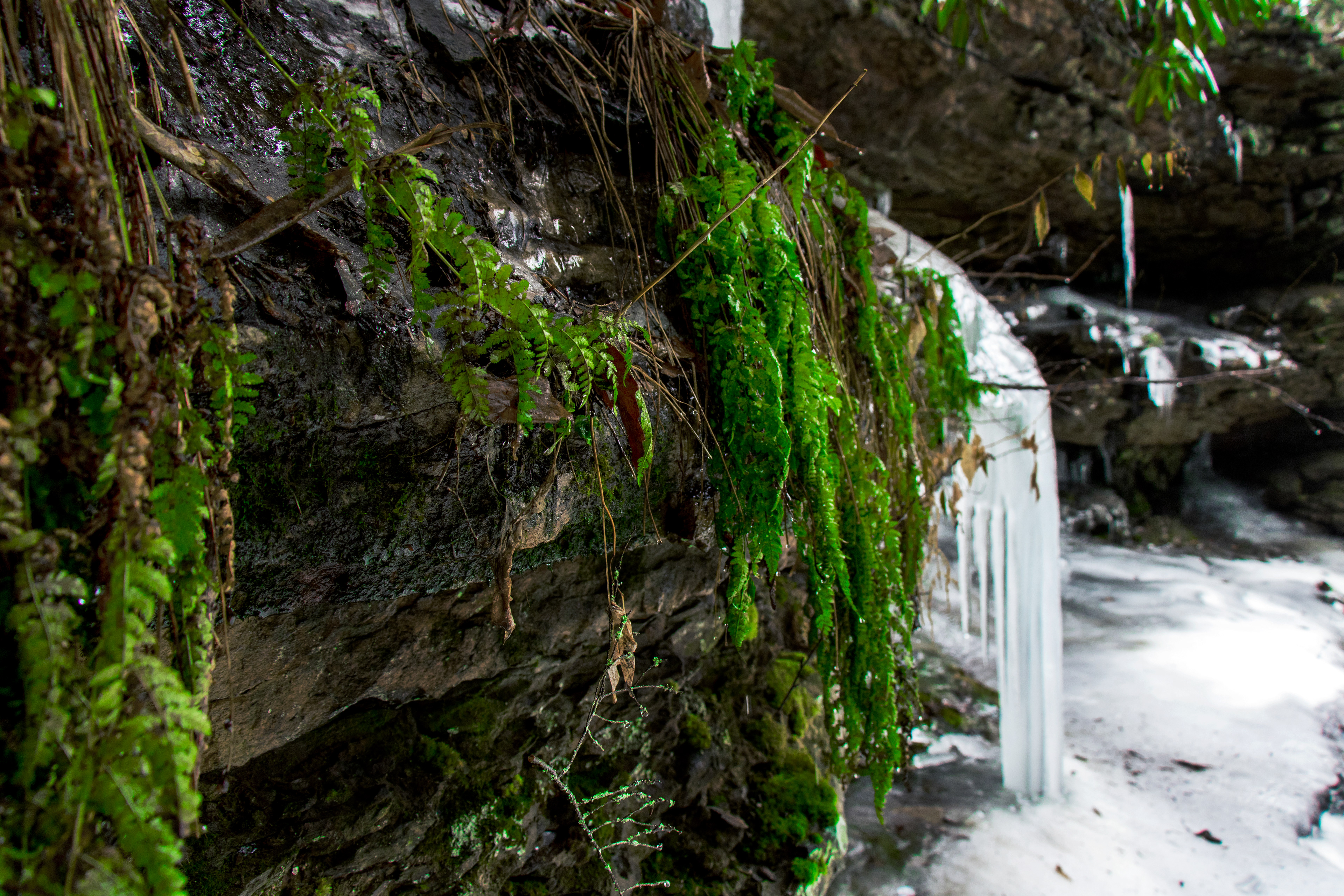 Winter-time growth
