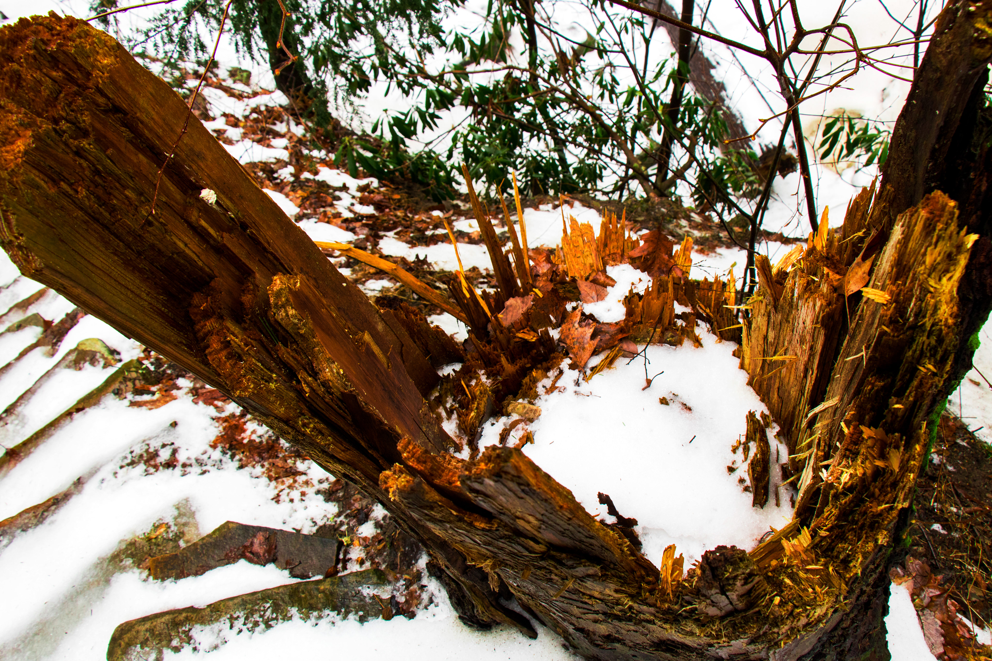 Split Tree-stump