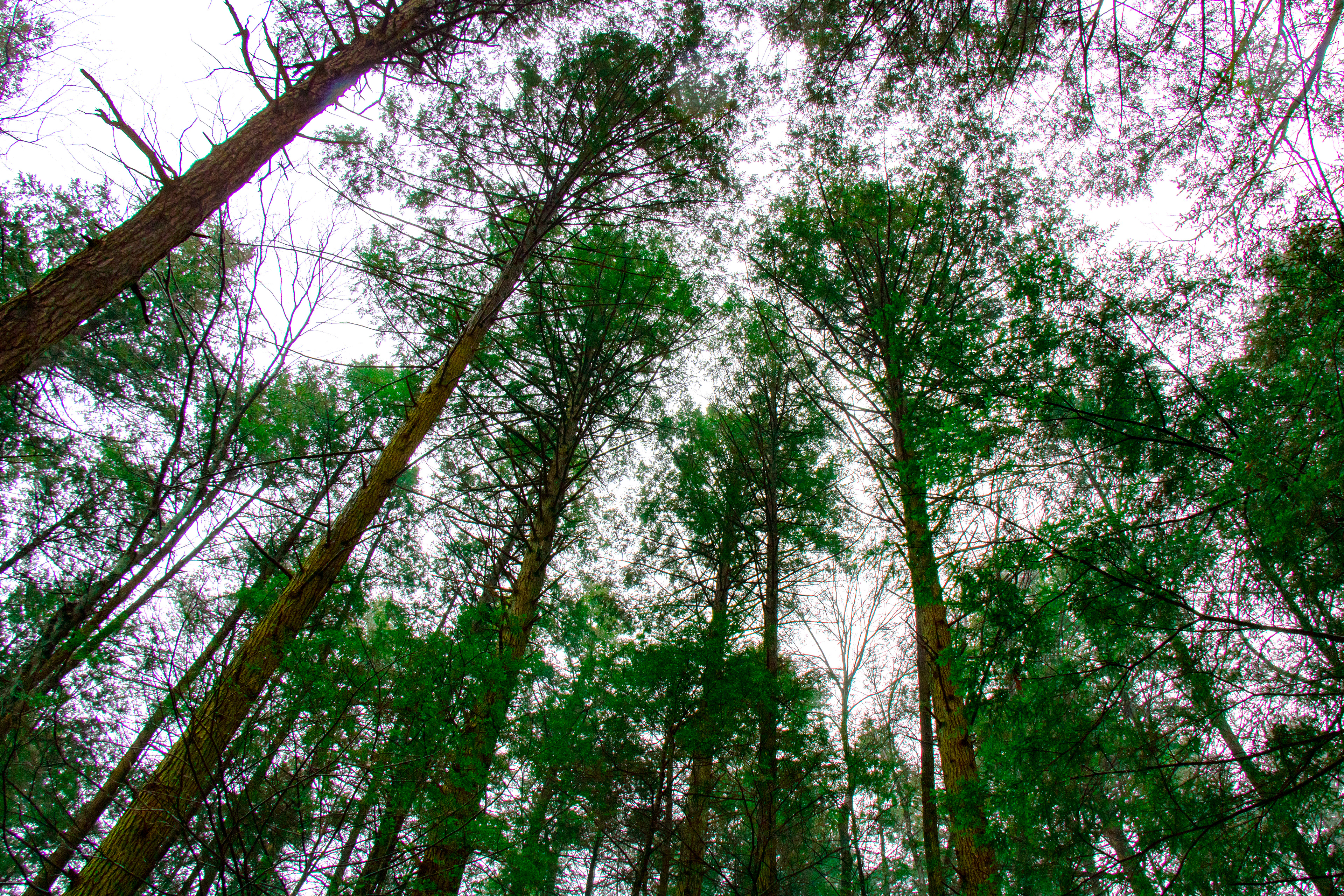 Tree-line
