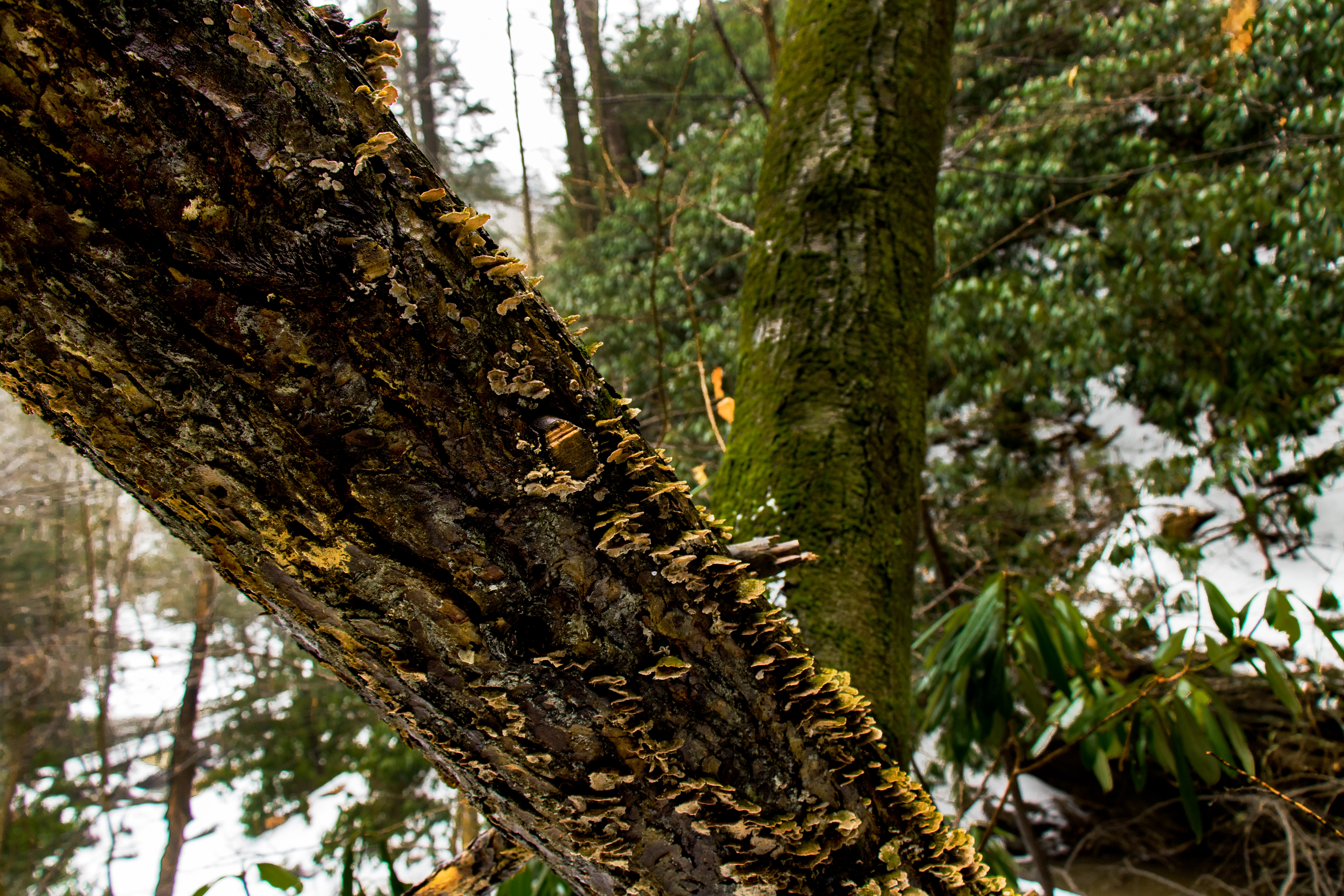 Fungus