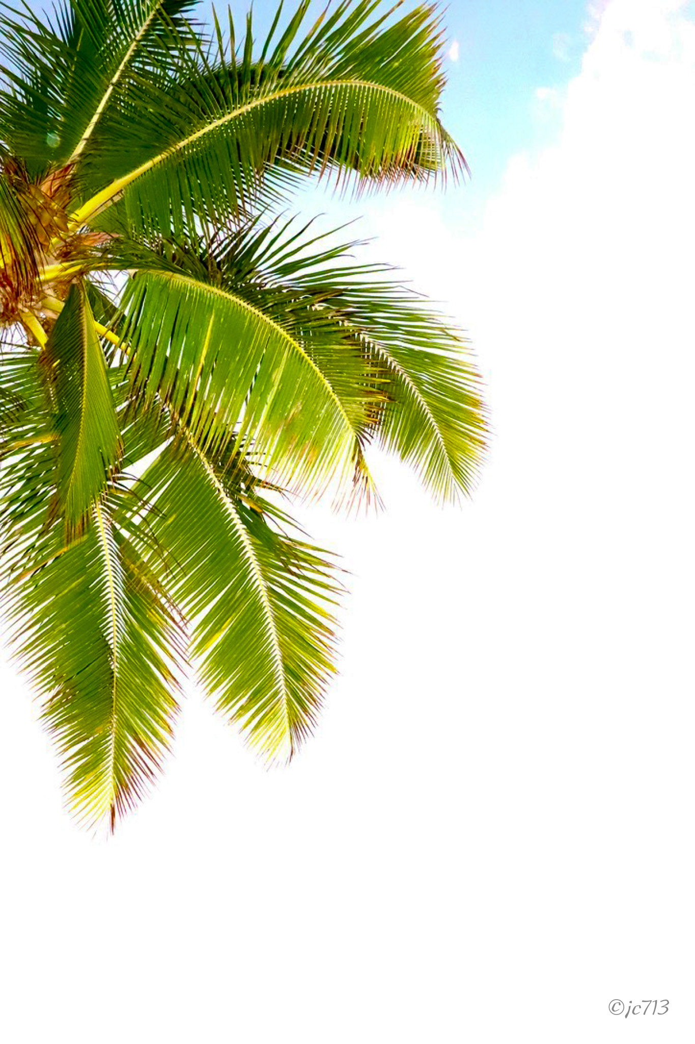 Palm - Maui - Hawaii