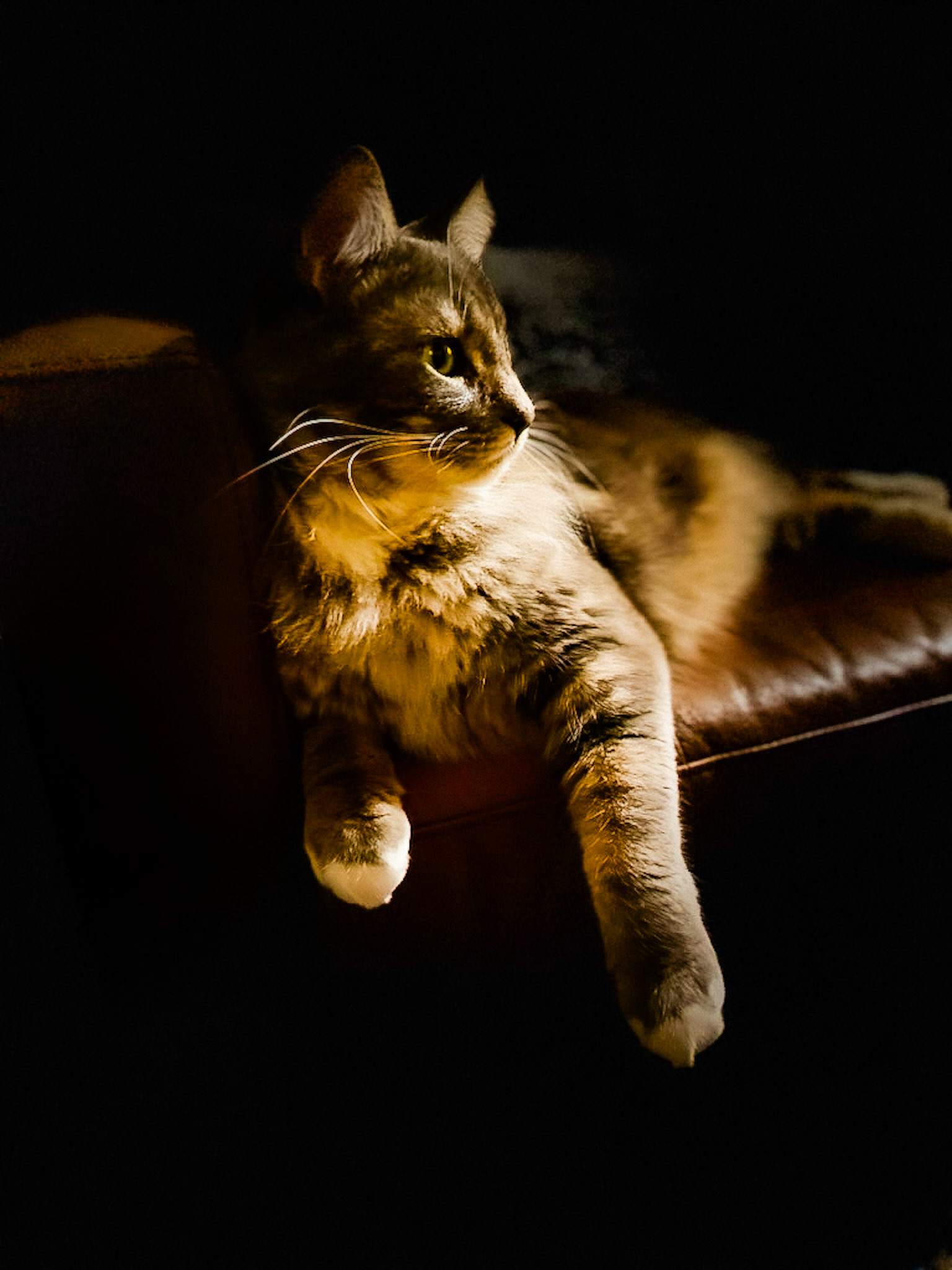 Her Majesty - Norwegian Forest Cat - Oregon