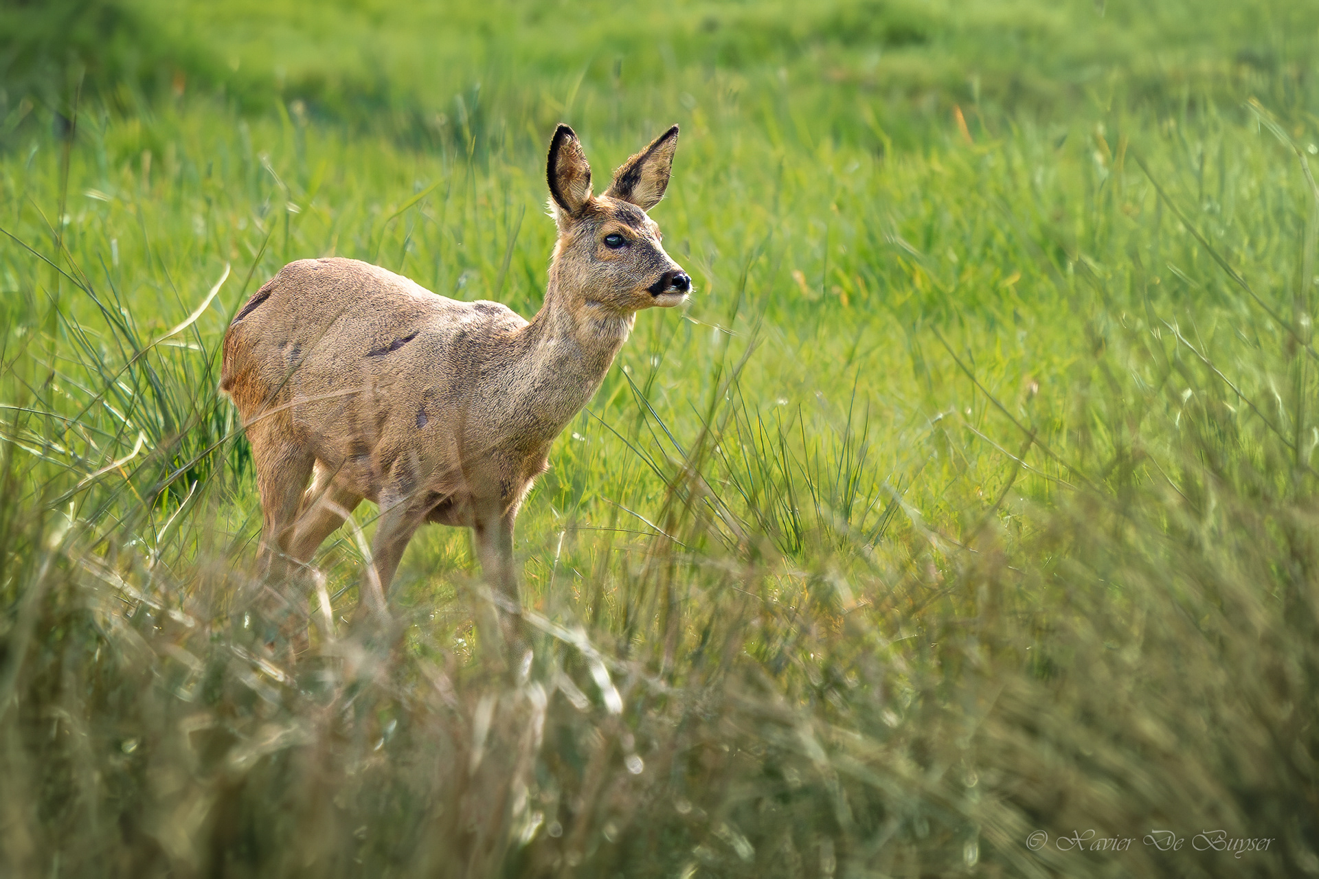 ♀ - Roe Deer - Ree - Capreolus capreolus
