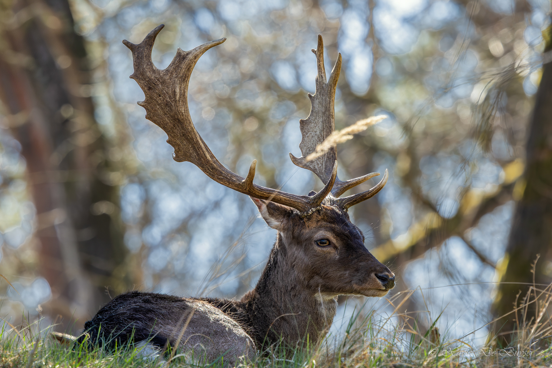 ♂ - Fallow Deer - Damhert - Dama dama