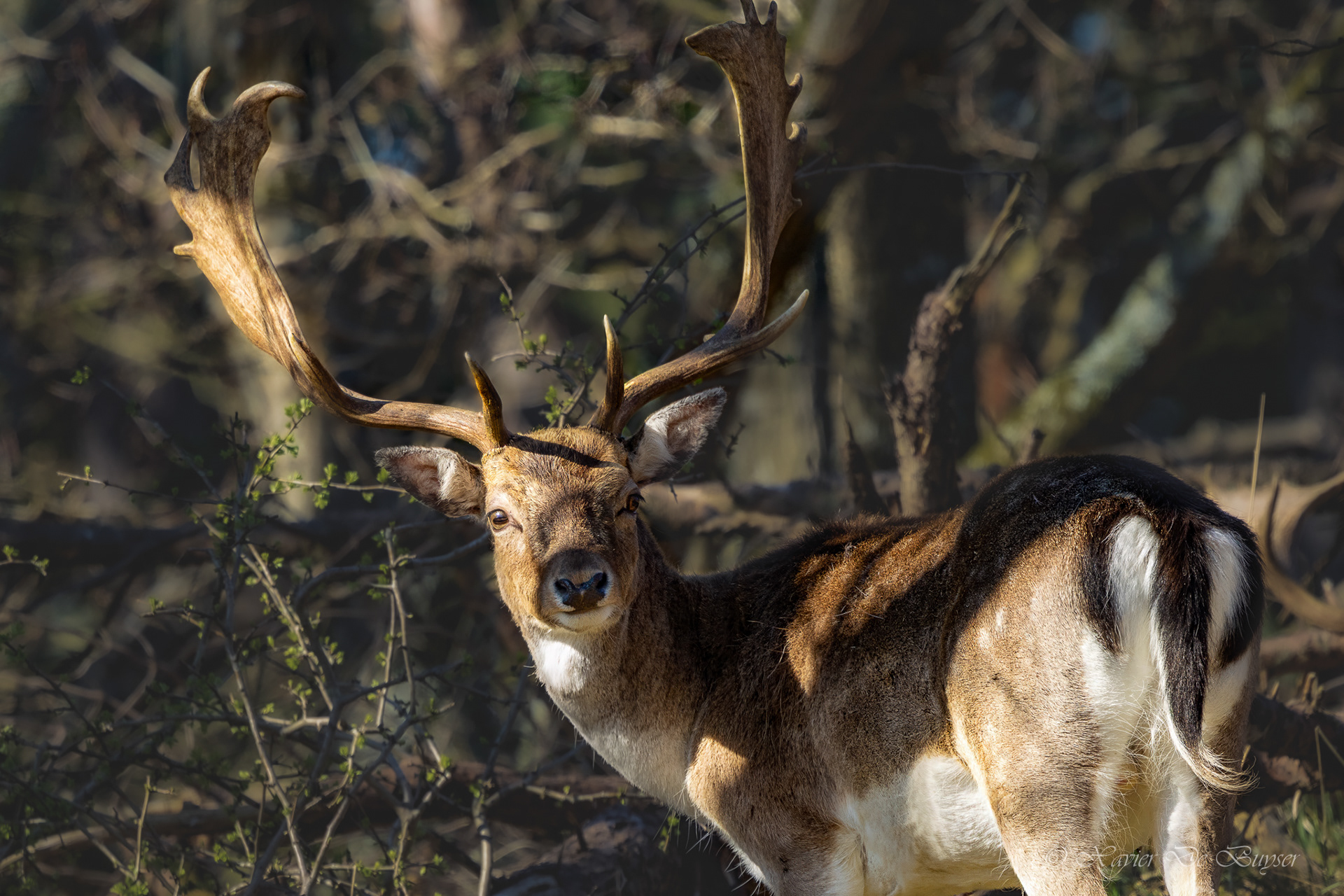 ♂ - Fallow Deer - Damhert - Dama dama