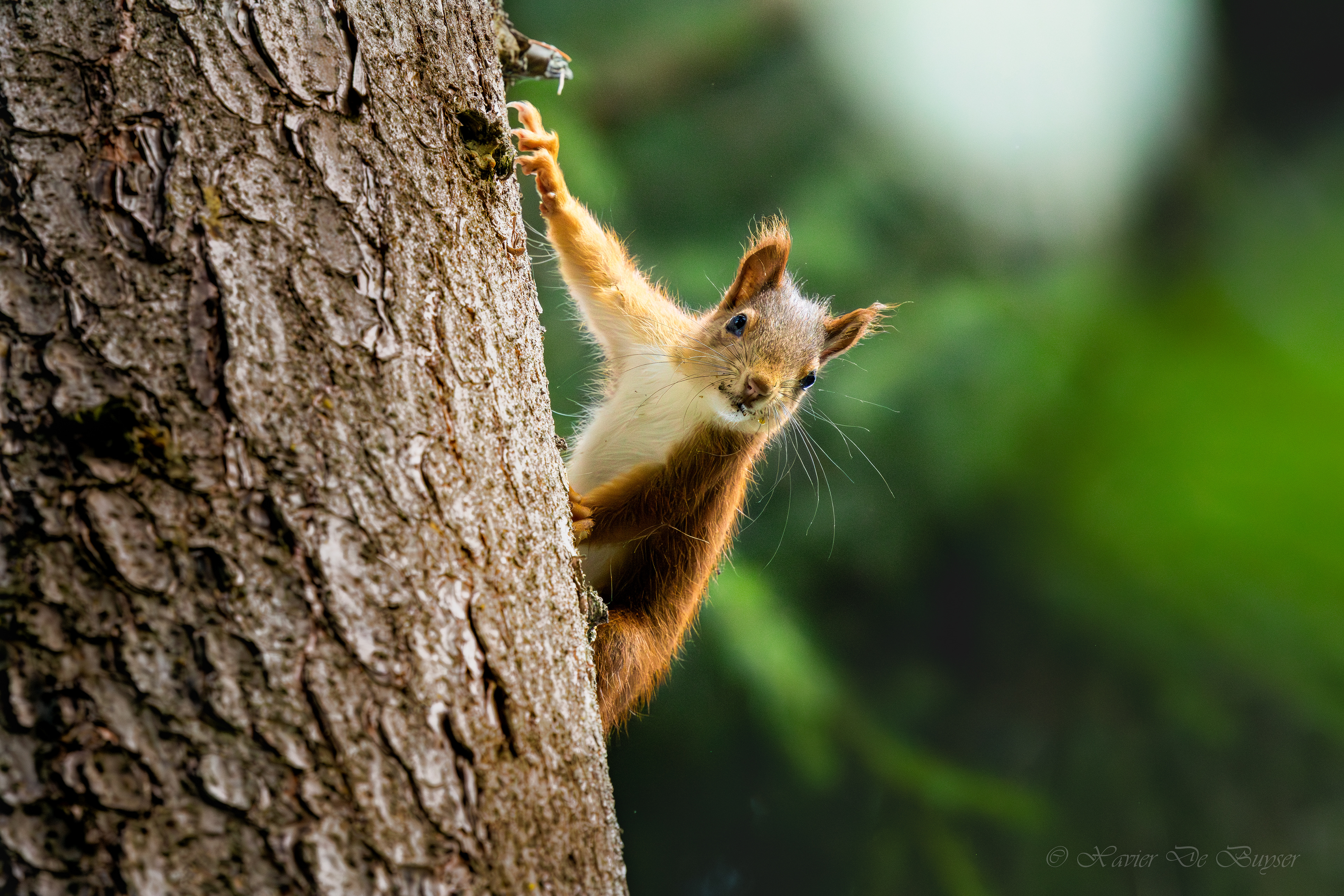 Red Squirrel - Rode Eekhoorn - Sciurus vulgaris