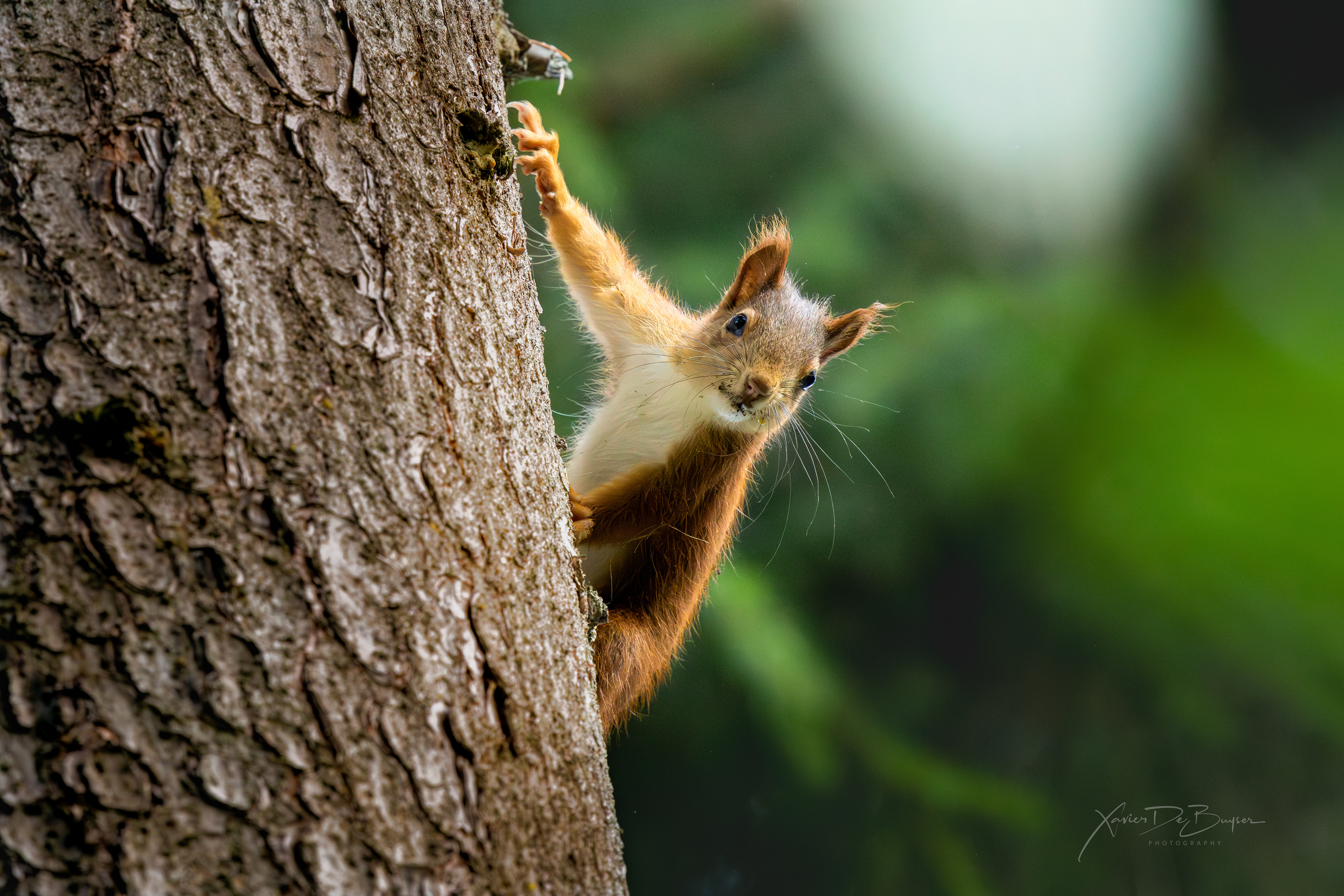 Red Squirrel - Rode Eekhoorn - Sciurus vulgaris