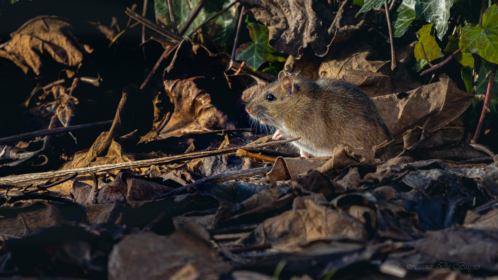Brown Rat - Bruine Rat - Rattus norvegicus