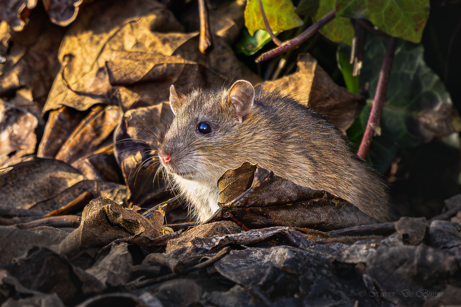 Brown Rat - Bruine Rat - Rattus norvegicus