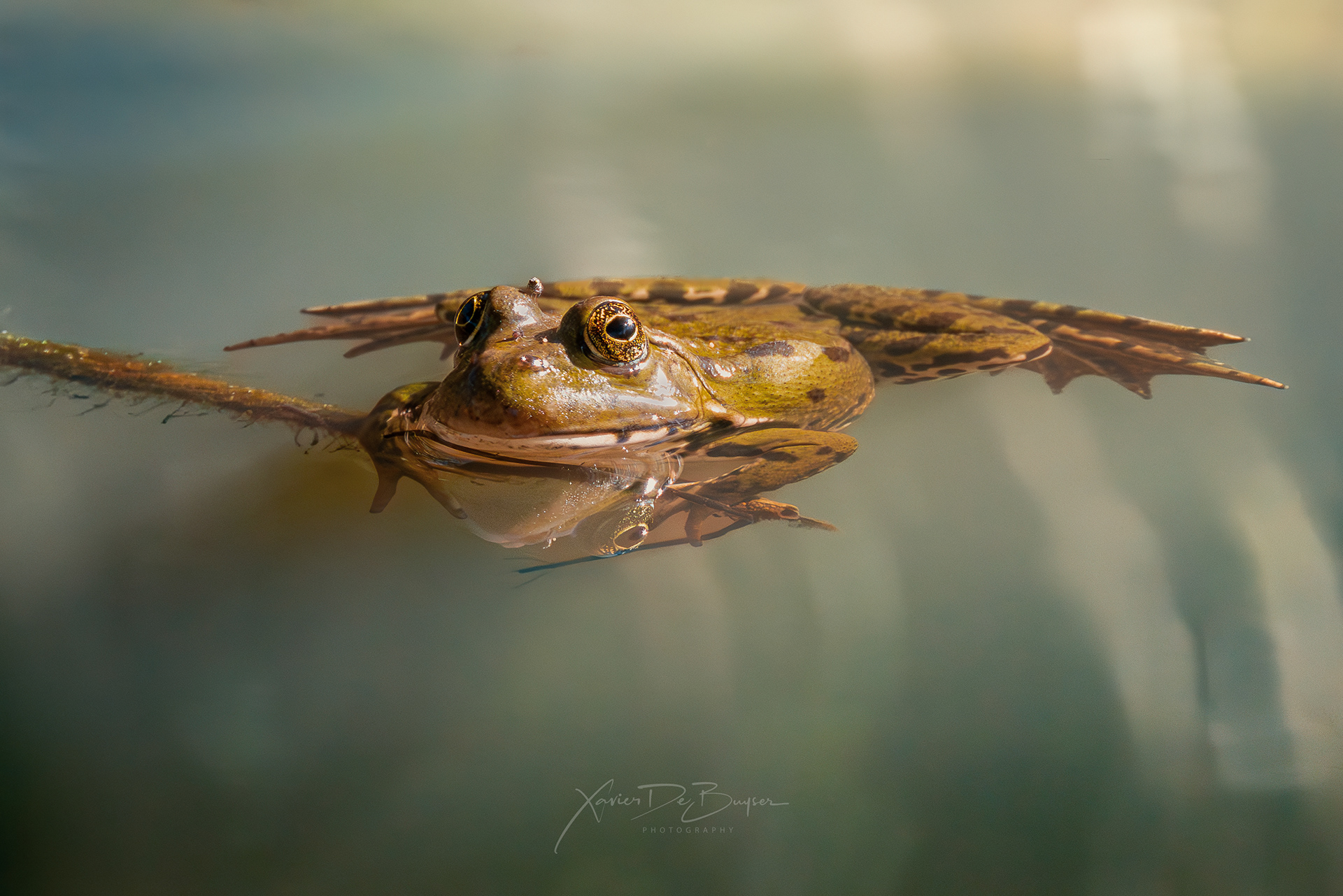 Marsh Frog - Meerkikker - Pelophylax ridibundus