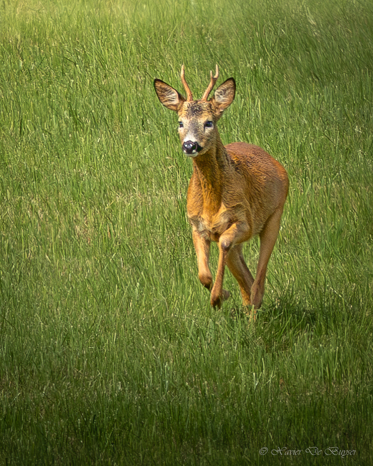 ♂ - Roe Deer - Ree - Capreolus capreolus