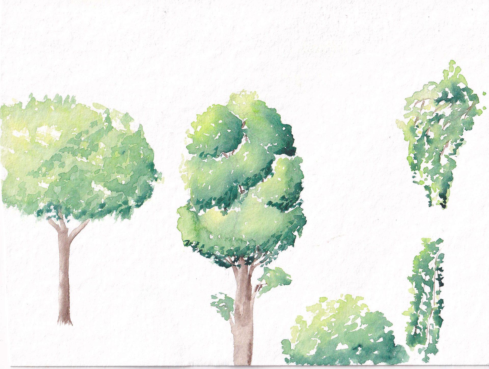 Greenery Studies