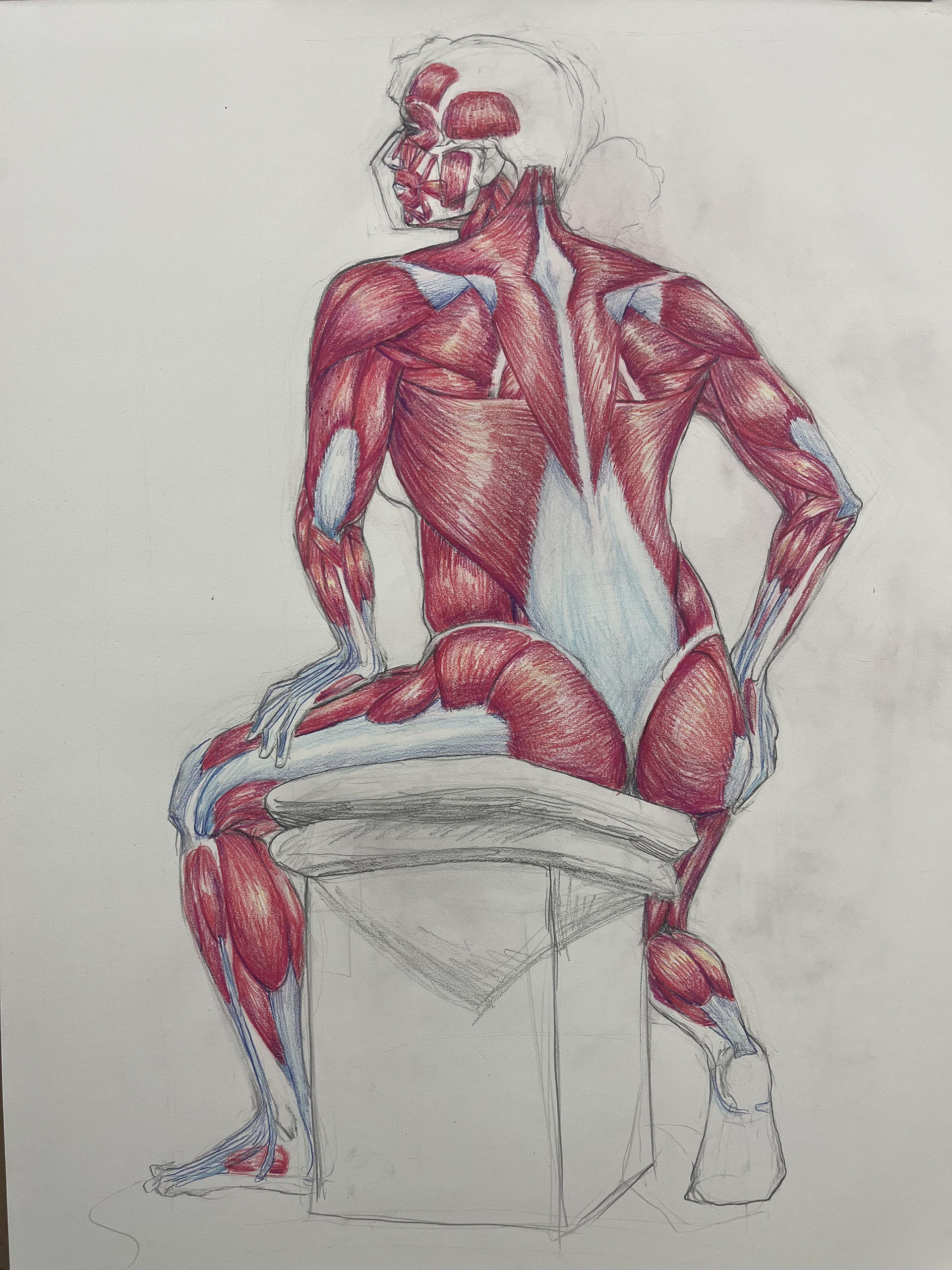 Anatomy study, graphite + colored pencil, 2024