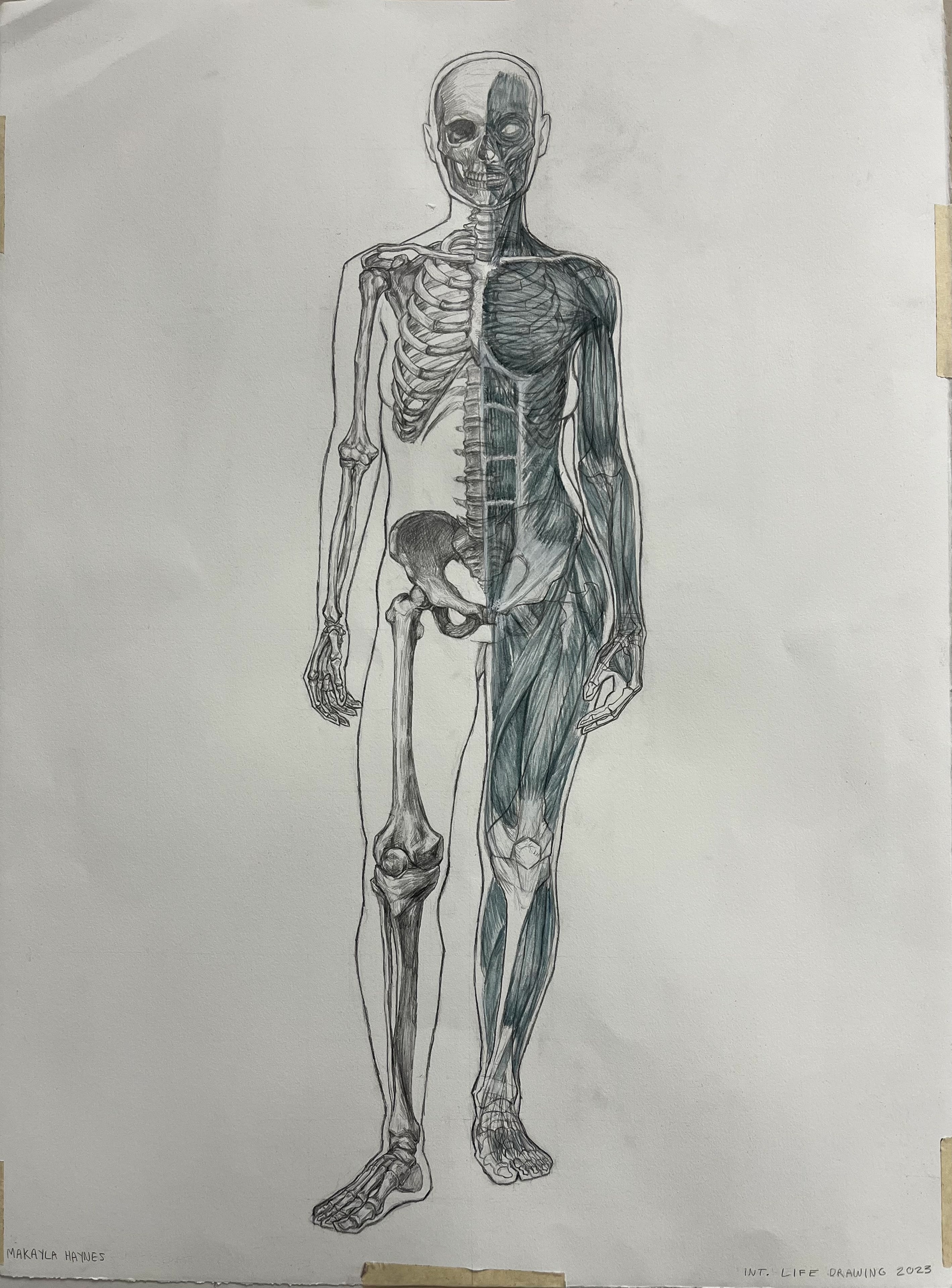 Musculoskeletal study, 20x30, 2023