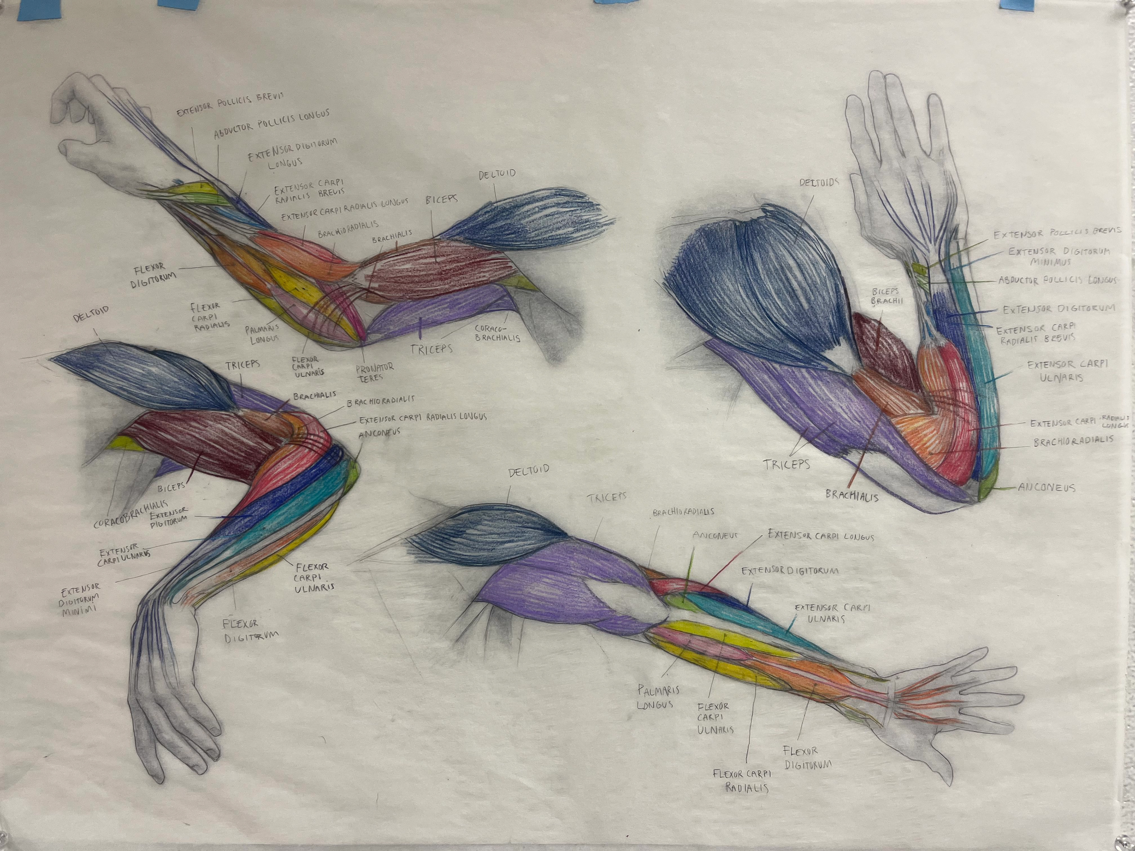 anatomy studies