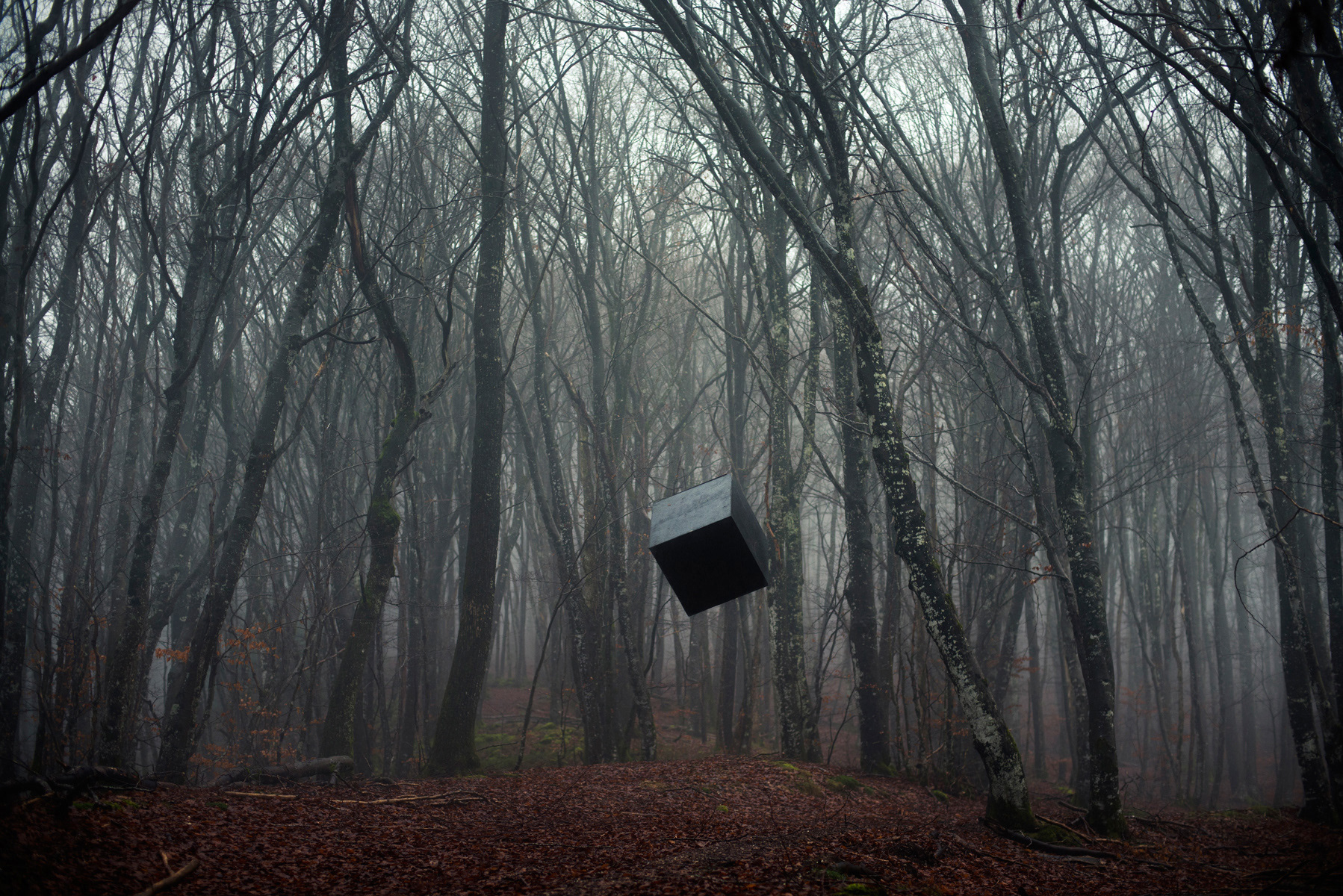 Cube zone. Жуткая природа. Черный куб. Куб в лесу. Лес квадрат.