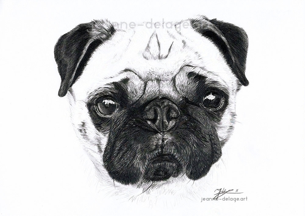 A black and white pug portrait drawing, made with graphite pencils, with a clean white background. Only the head is visible.