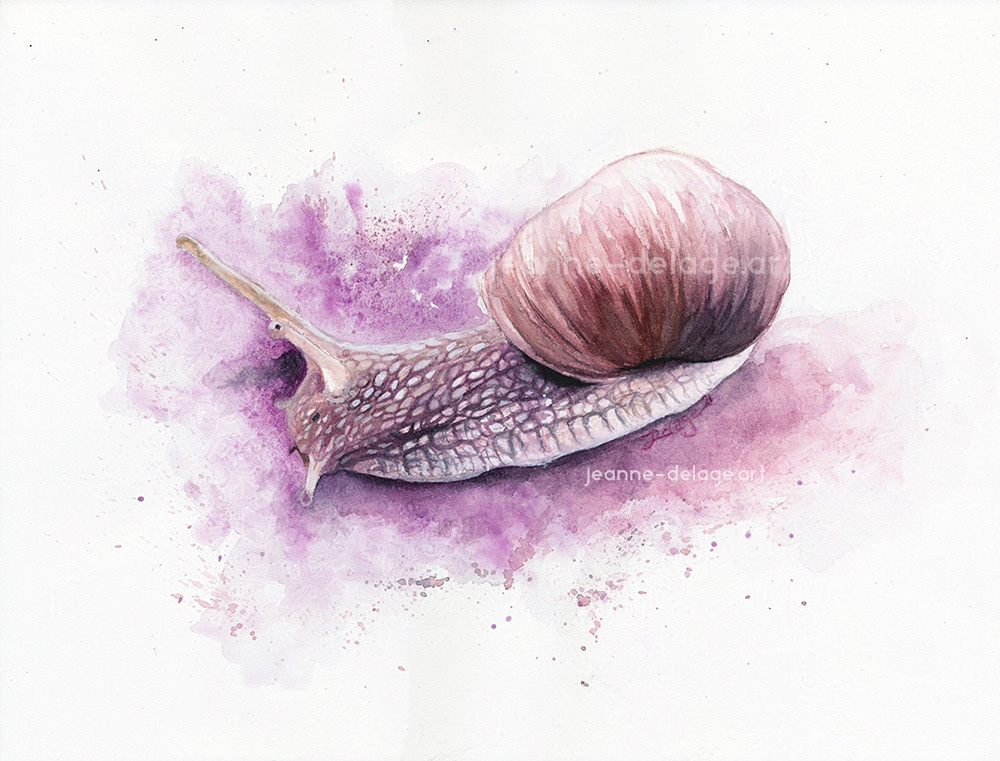 A vineyard snail painted with watercolor in purple tones on a white background.