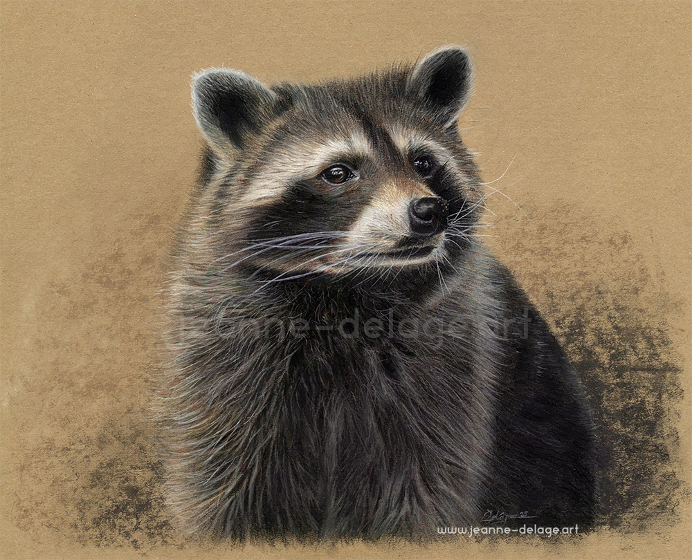 A curious Raccoon