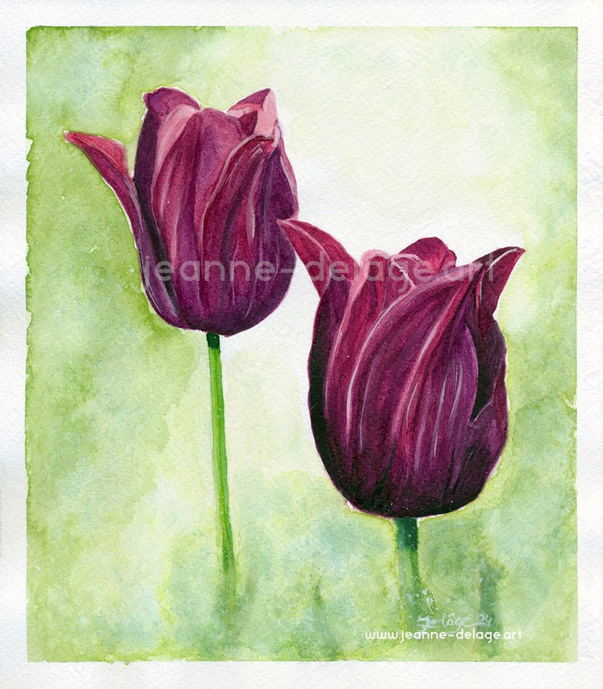 Watercolor painting of two purple tulips in the center of the image, with a gradient green background from light white-green to leaf-green.
