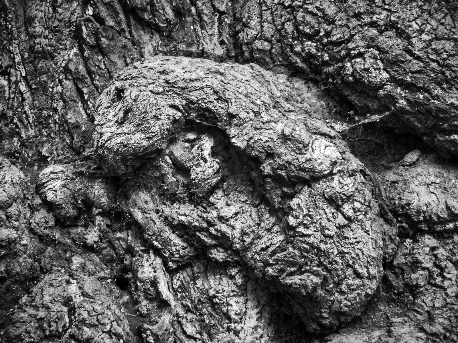 Calke, body in bark by Malcolm Sales