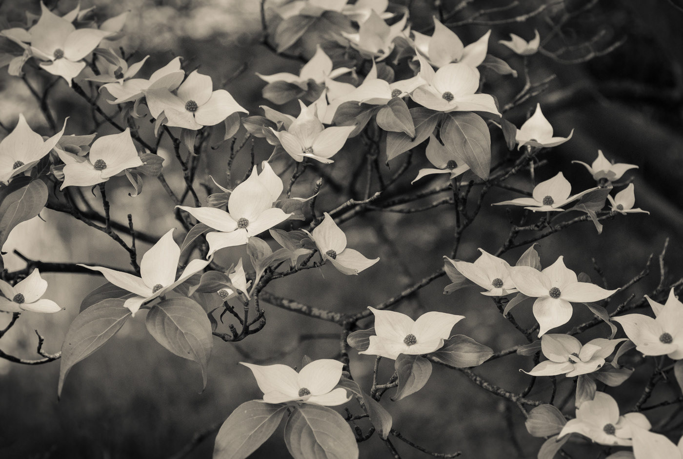 Cornus kousa by Michael Barke