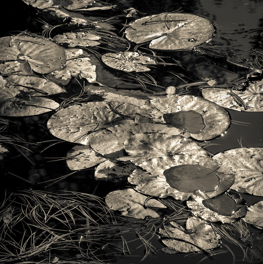 Lily Pads by Michael Barke