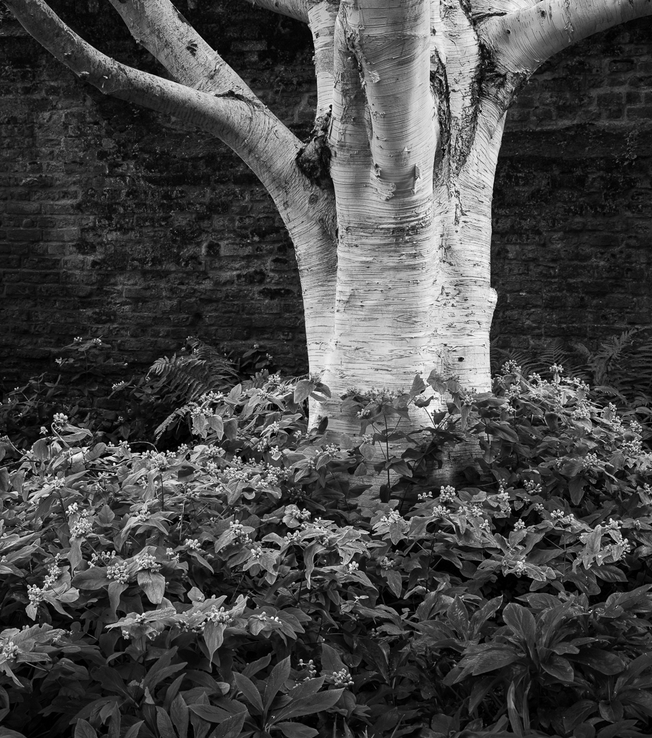 Silver Birch, Peckover House by Michael Barke
