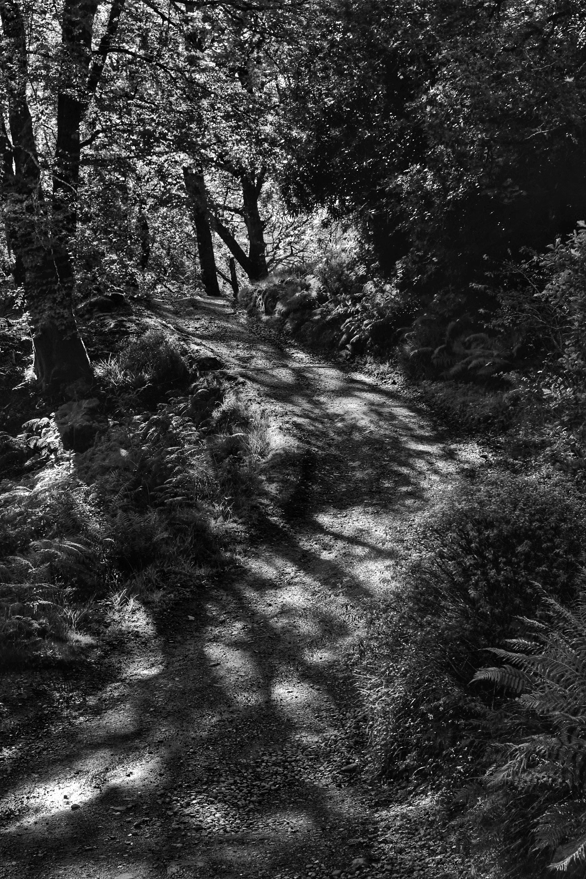 The Way Through The Woods by Paul Cooper