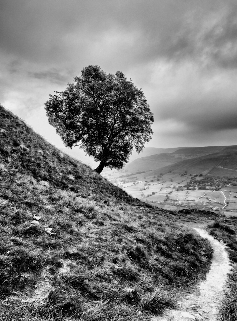 Tree and Path Derbyshire