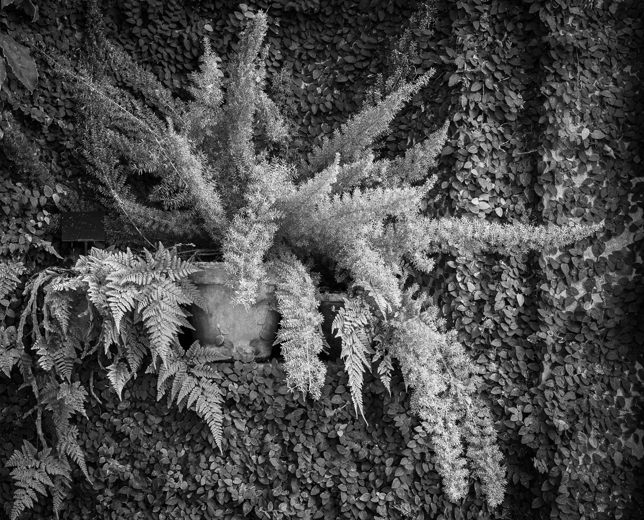 Asparagus Fern by Michael Barke