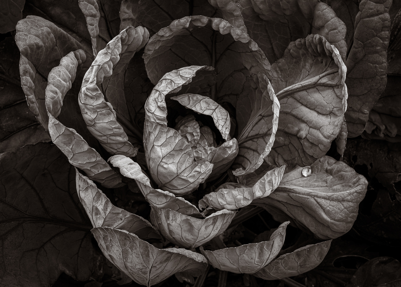 Brassica by Michael Barke