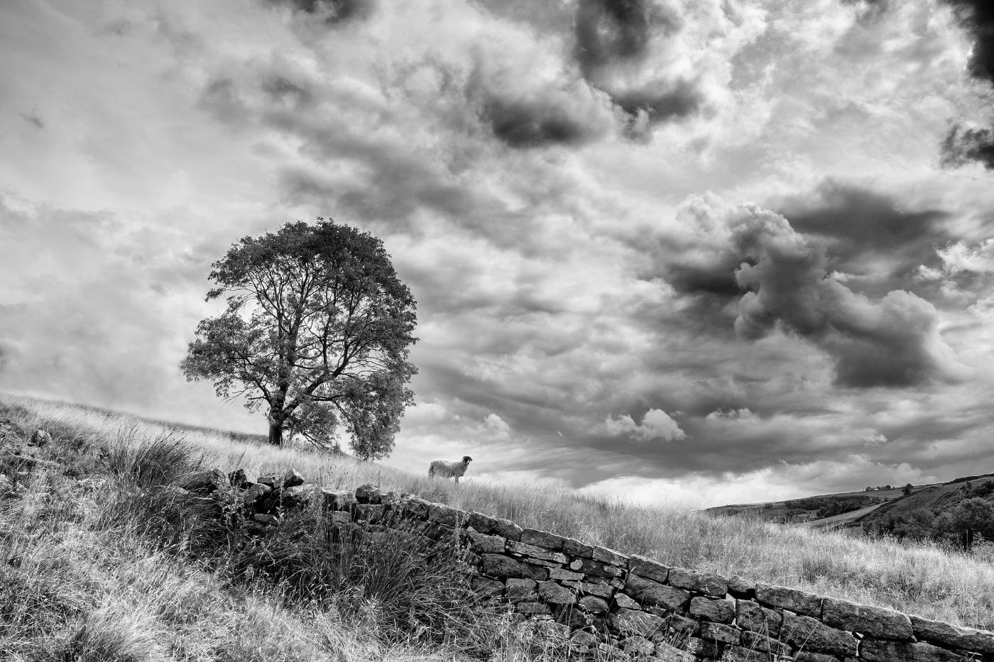Tree Sheep and Wall by Andy McDonald