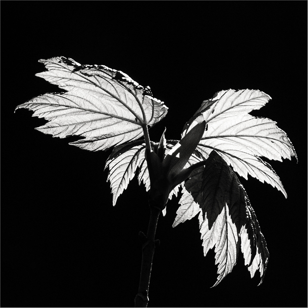 Sycamore Leaves by Eric Butler