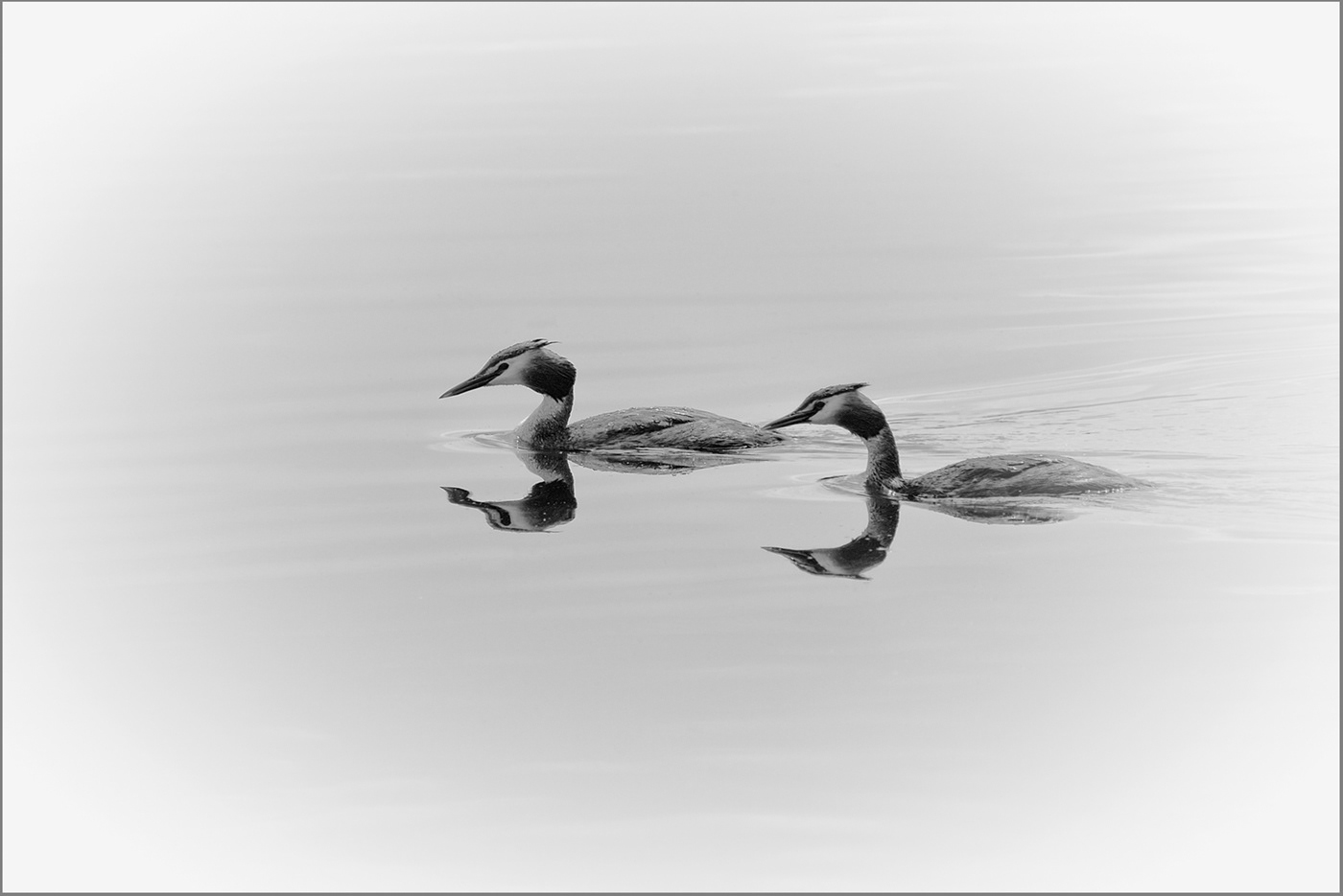 High Key Grebes by Eric Butler