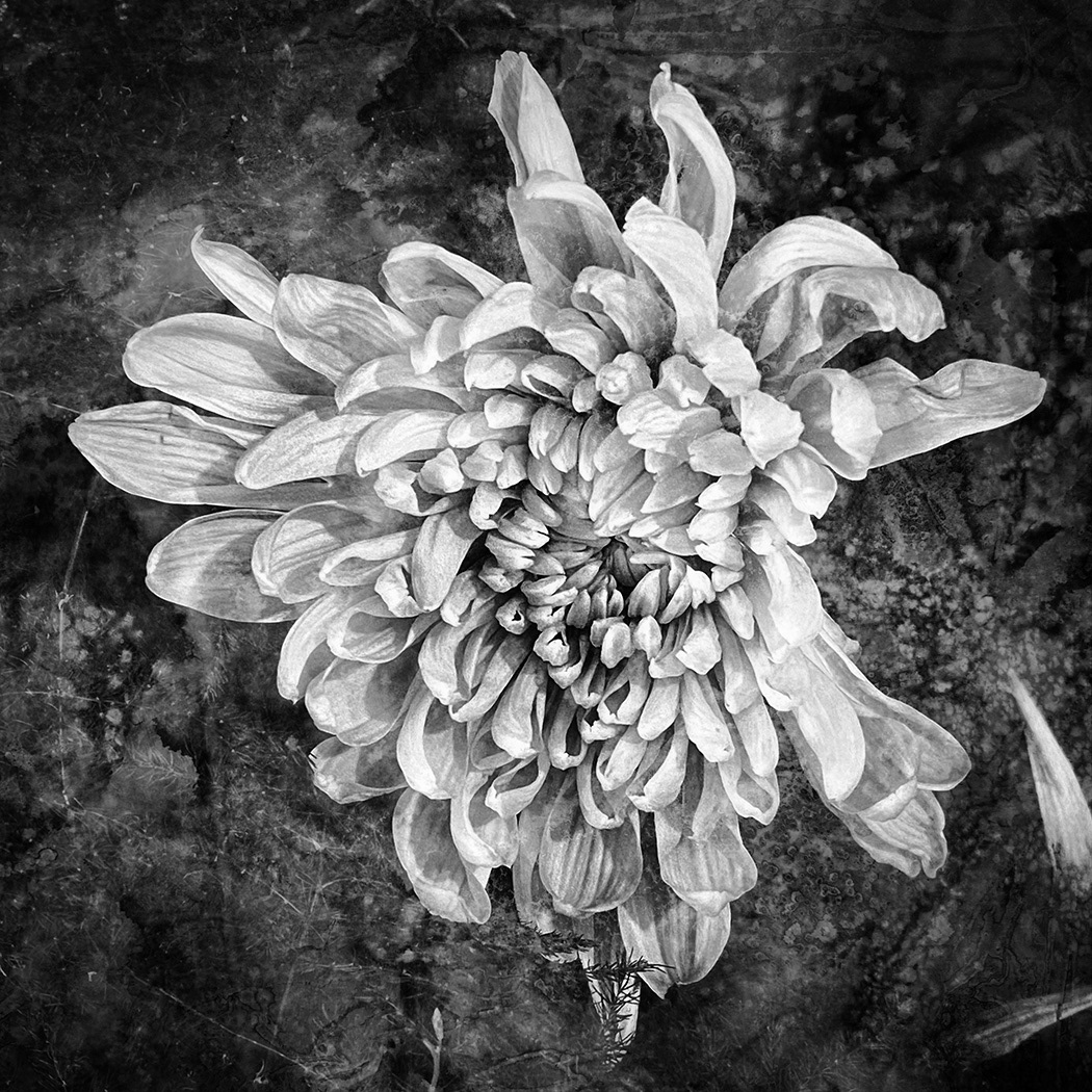 Chrysanthemum by Sam Ruth